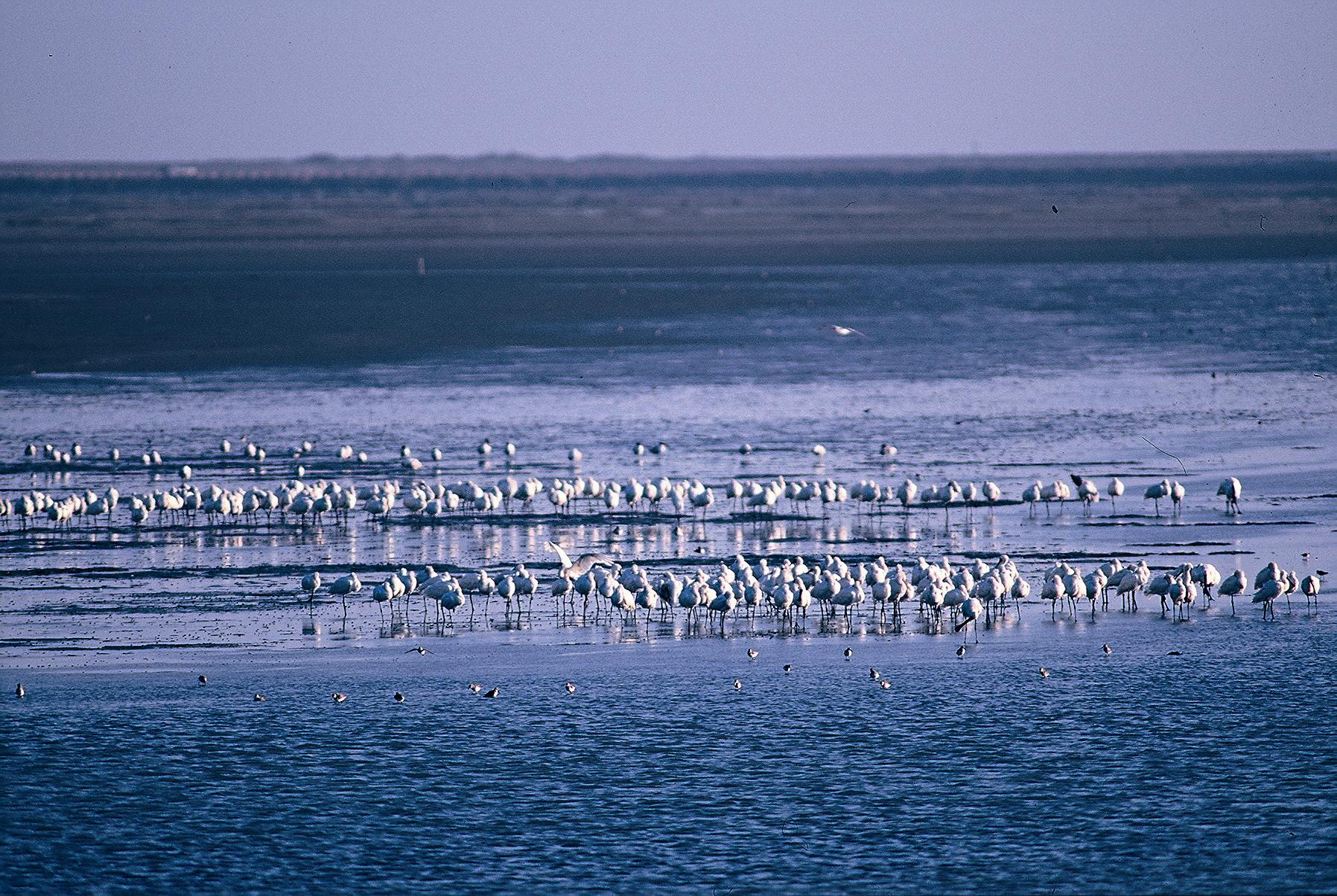 國際級濕地─臺南曾文溪口濕地。
