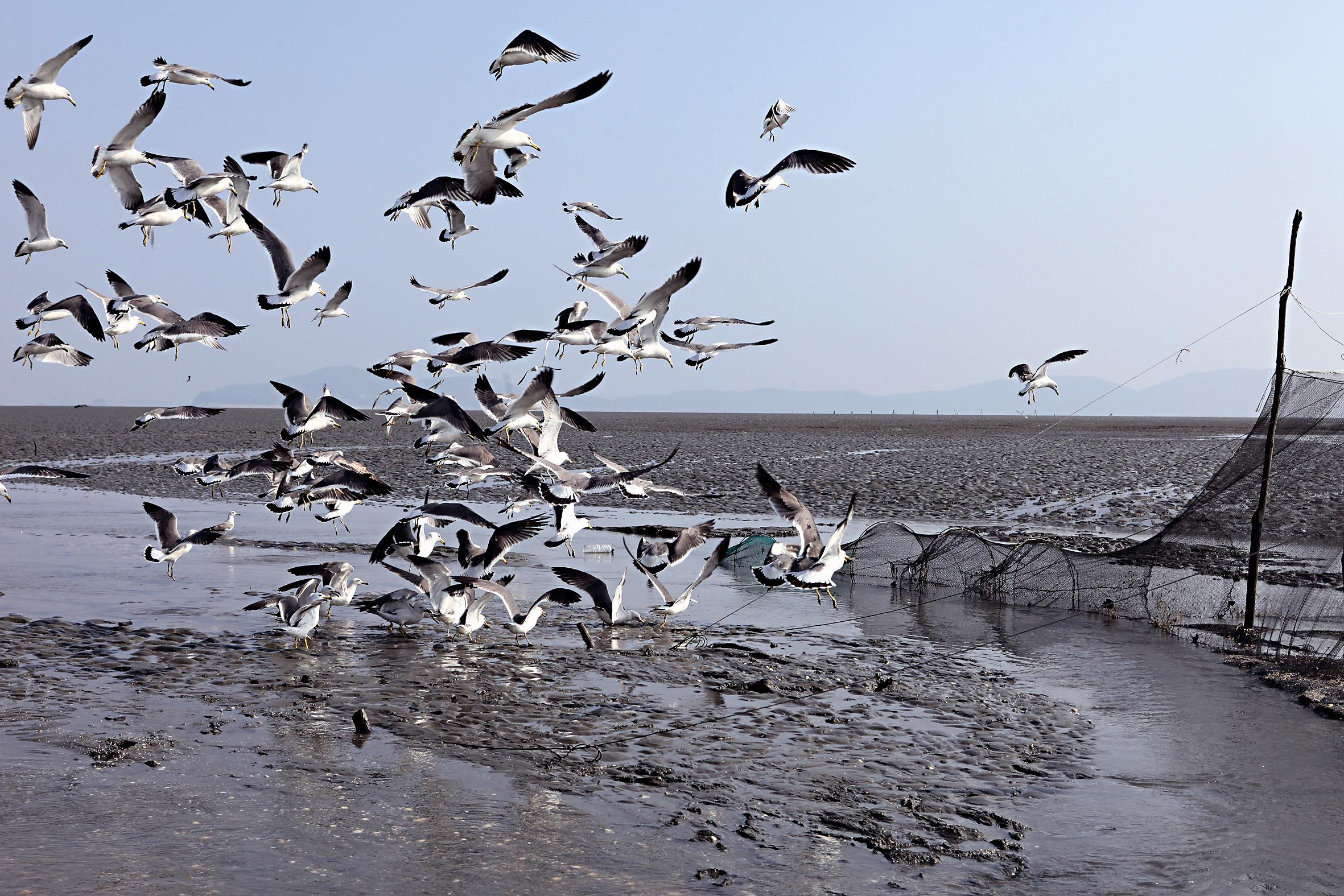 The intertidal zone around Jianghua Island is rich in fish and shellfish, and provides good foraging habitat for the Black-faced Spoonbill and other waterfowl.