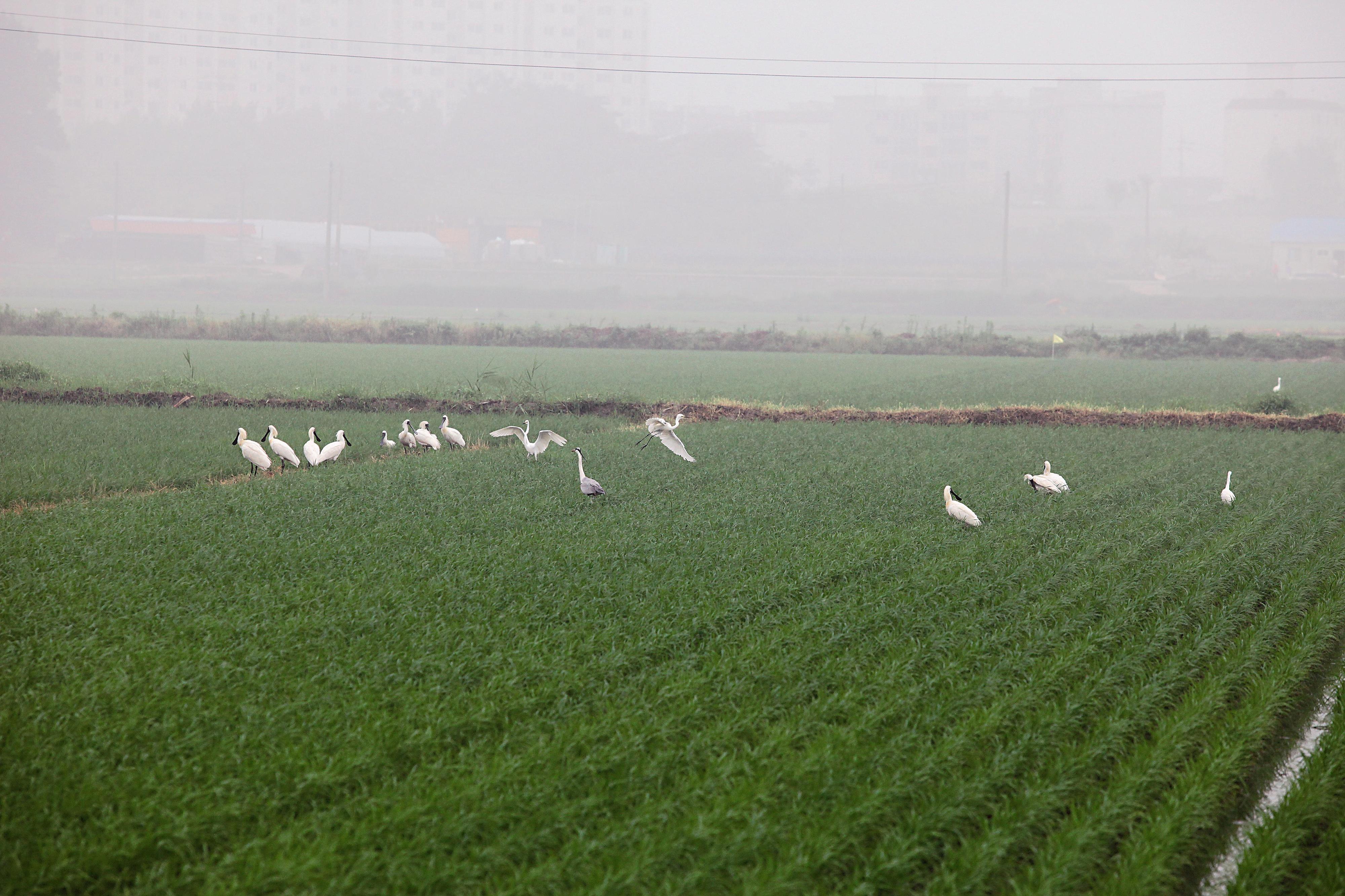 The rice fields of Korea's Ganghwa Island provide a habitat for the Black-faced Spoonbill.