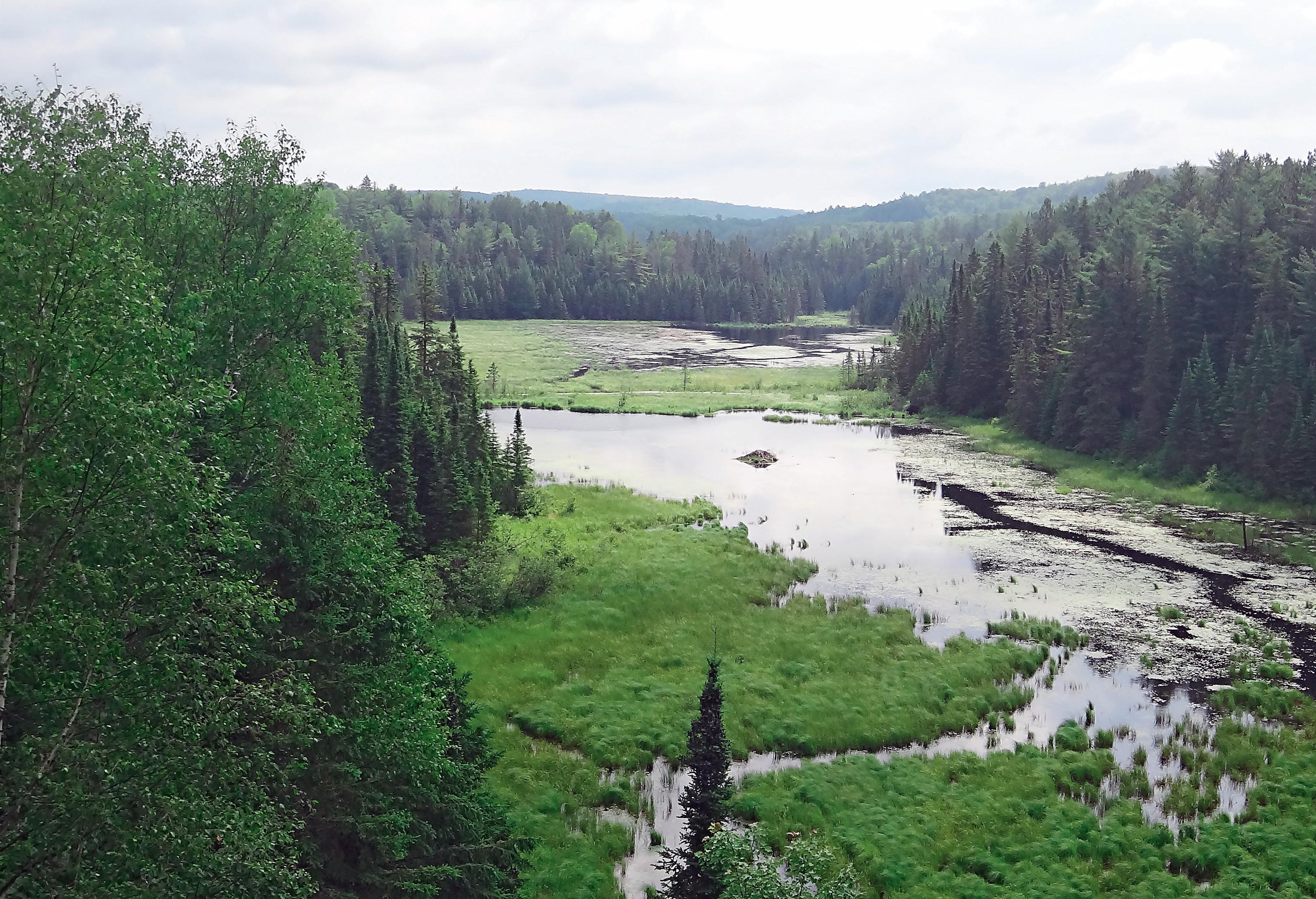 Wetlands landscape in Algonquin provincial park, Ontairo, Canada.