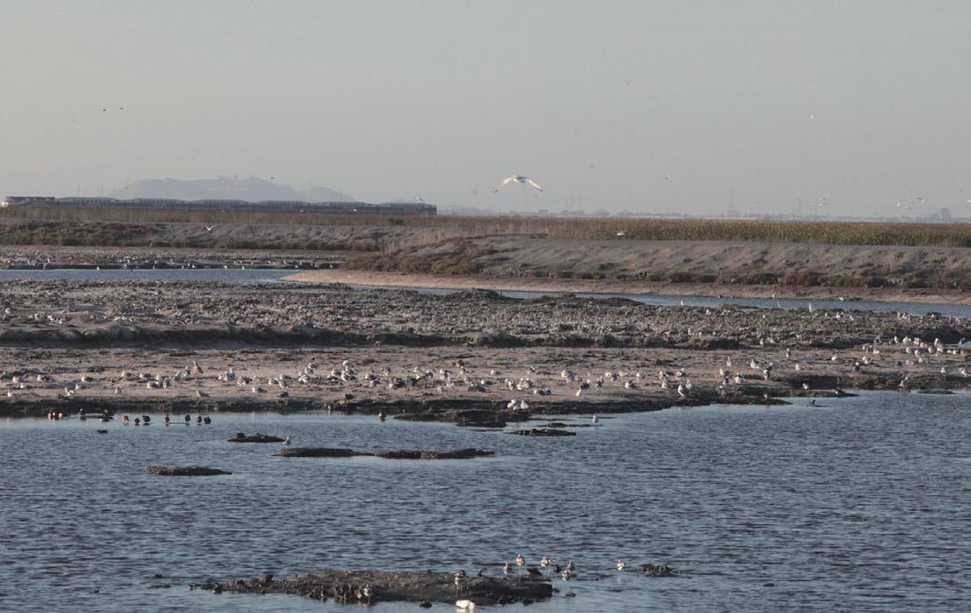 The salt fields and salt marshes of San Francisco Bay.