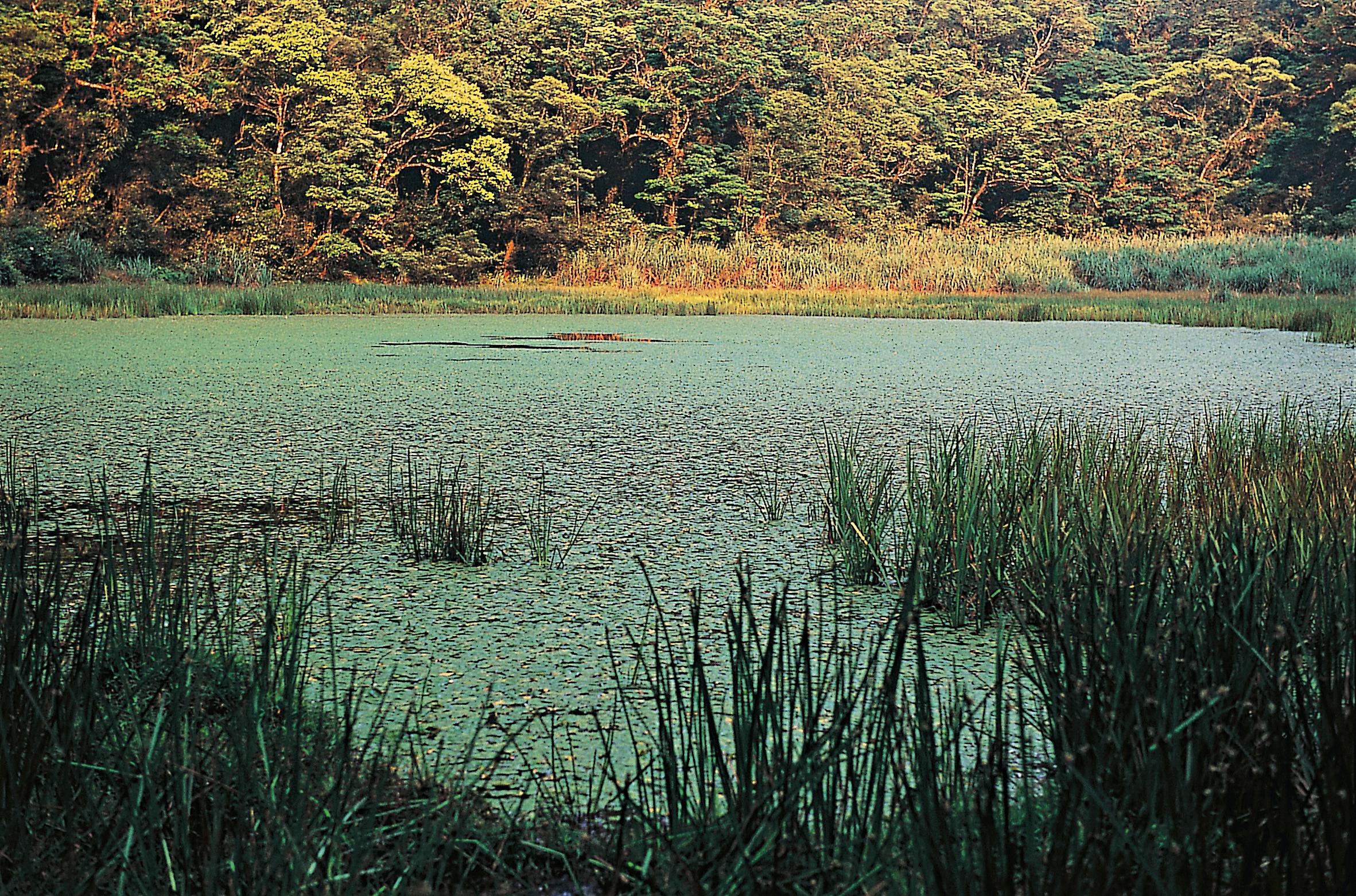 宜蘭崙埤濕地為臺灣湖泊演替末期的典型內陸池沼濕地，為特有植物蓴菜的天然生育地。圖／劉思沂