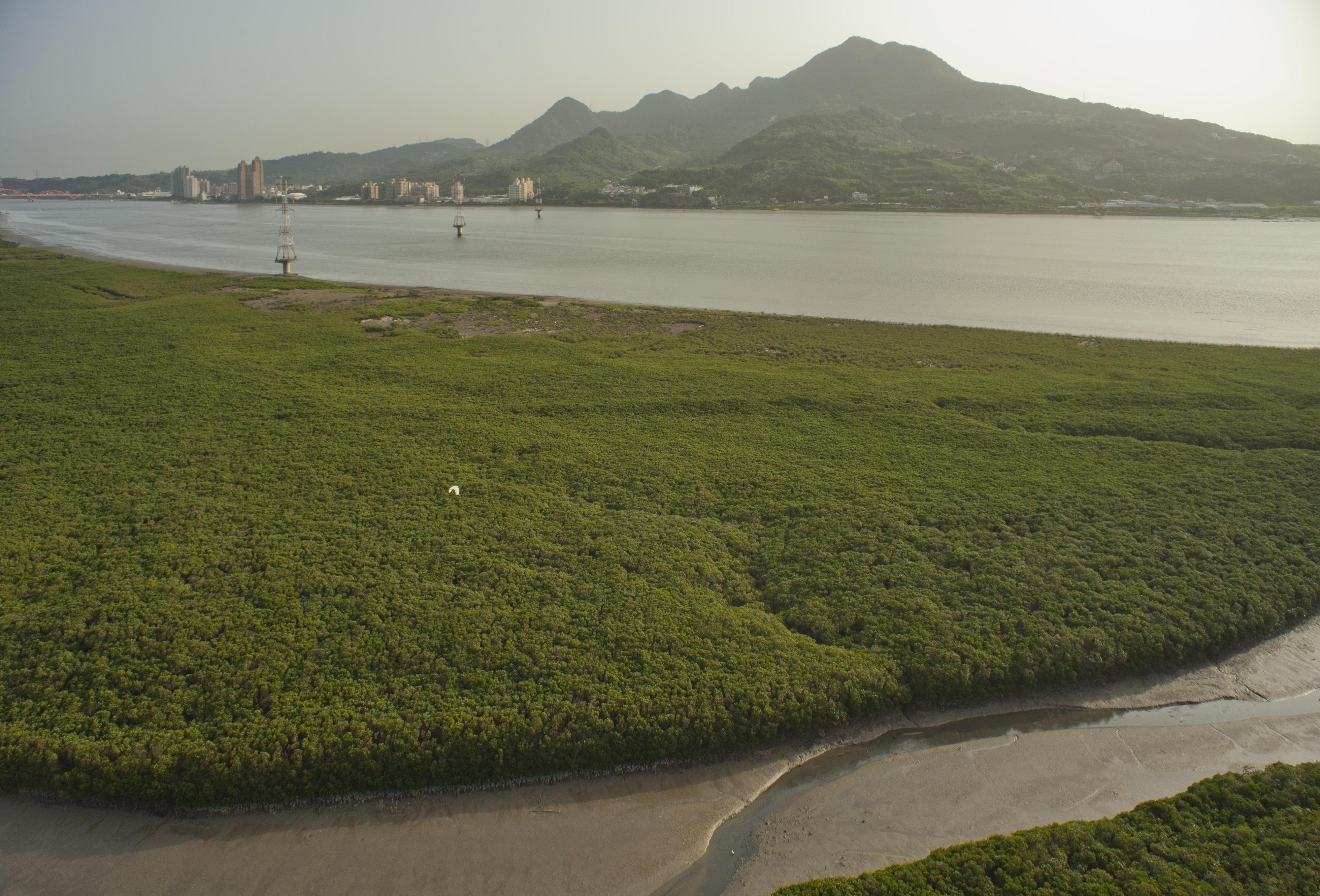 國家級濕地─淡水河紅樹林濕地。圖／劉思沂