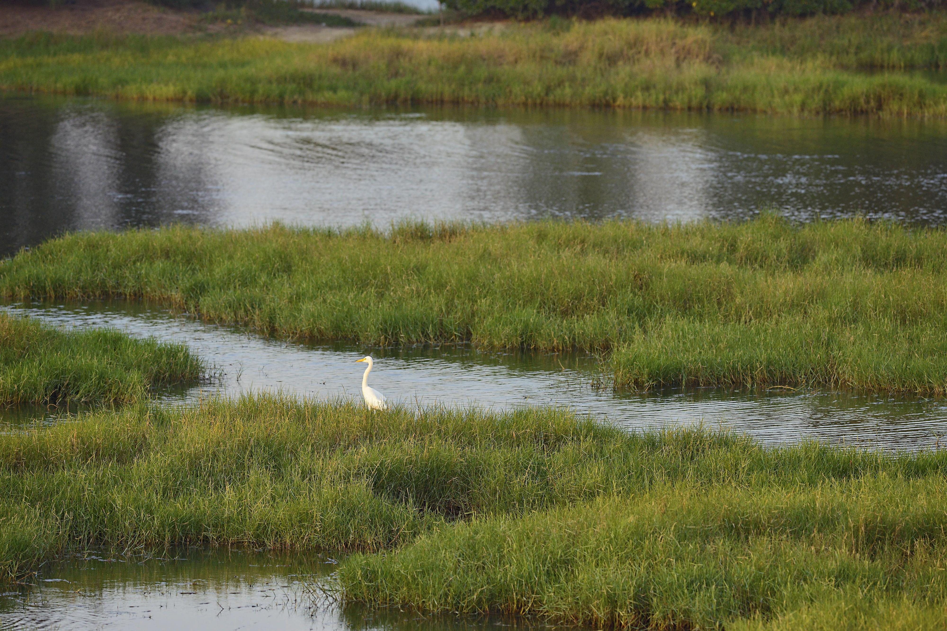國家級濕地─嘉義鰲鼓濕地。圖／劉思沂