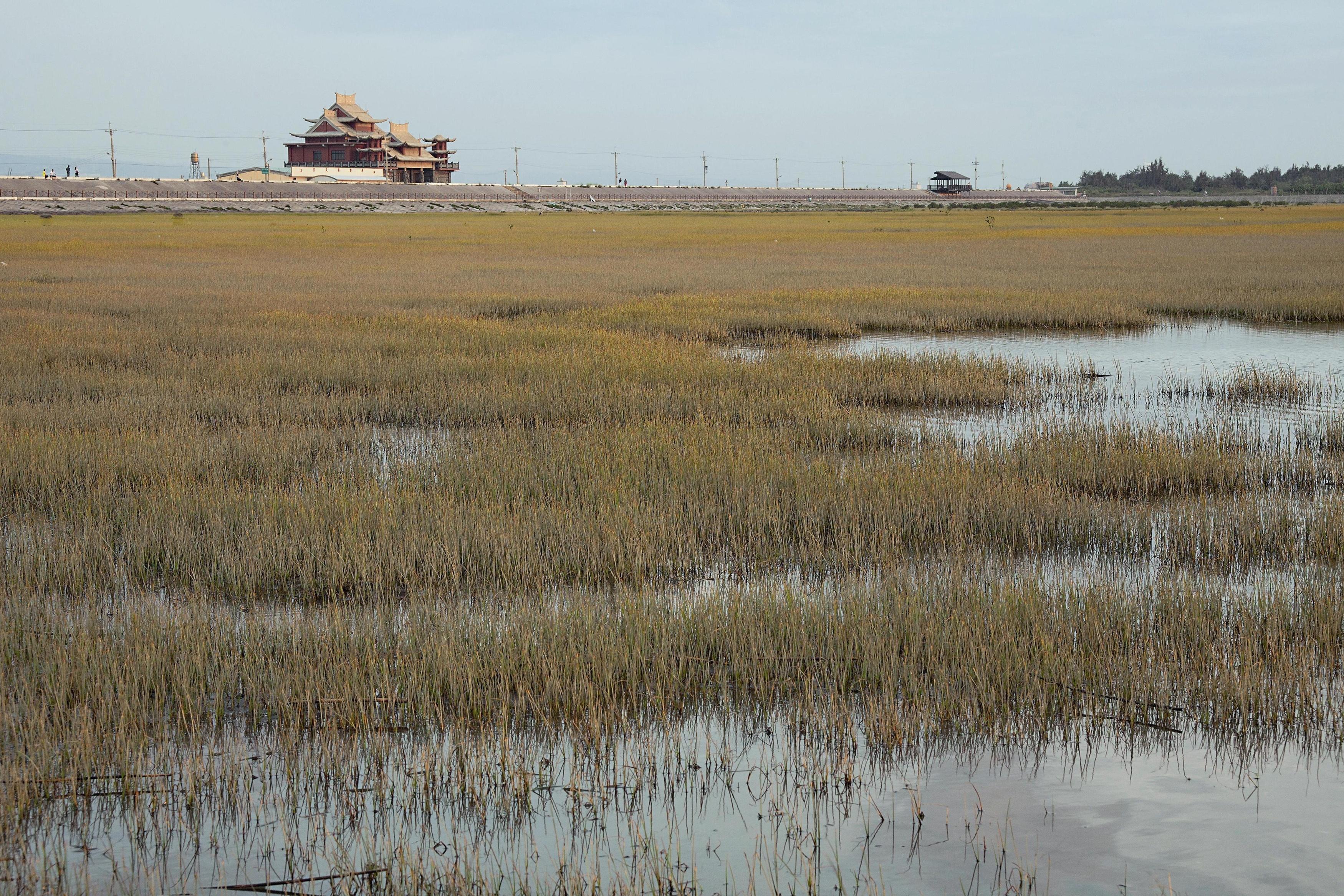 國家級濕地─臺中高美濕地的物種非常豐富，圖為瀕臨絕種的雲林莞草。圖／劉思沂