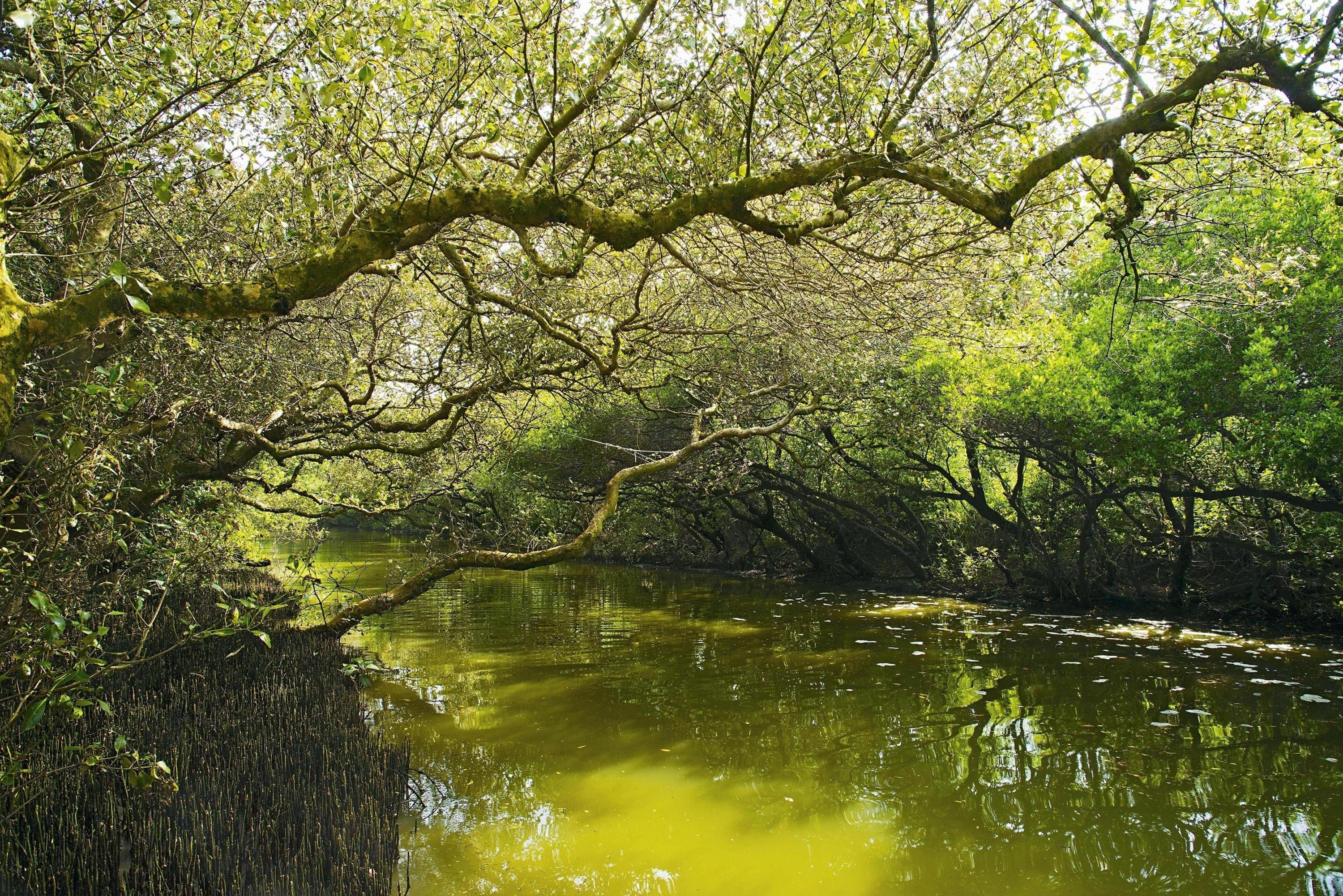 國際級濕地─臺南四草濕地。圖／劉思沂