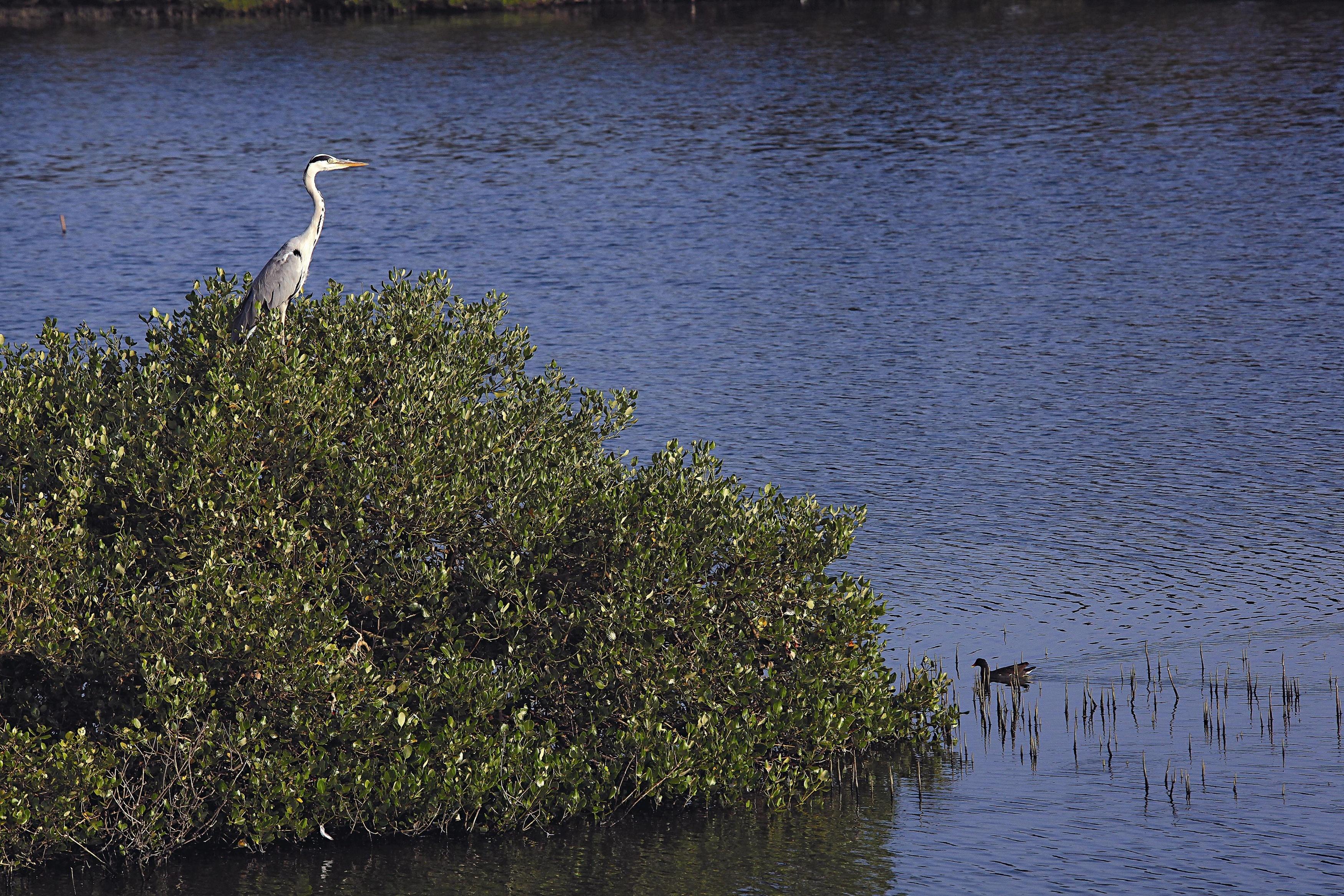 嘉義鰲鼓濕地紅樹林休息的蒼鷺。圖／陳吉鵬