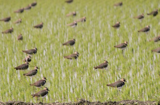 Northern Lapwing (Vanellus vanellus ). Photograph by Hong Guan-jie