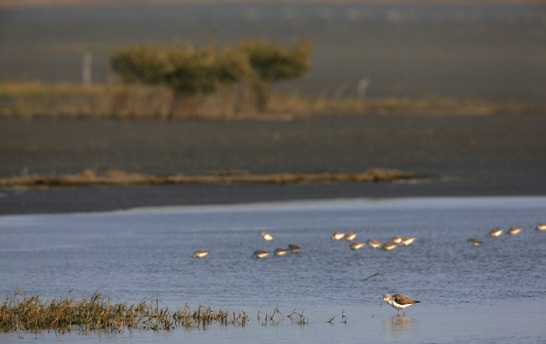 Wood Sandpipers (Tringa glareola ) in wetland. Photograph by Chen Ji-peng
