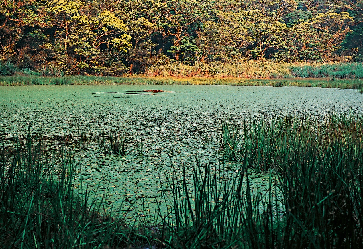 Lunpi Wetlands is one of Taiwan's typical inland marsh wetlands, and nearing the final stage of lake succession. It is a key habitat for the endemic plant Water Shield (brasenia schreberi ). Photograph by Liu Si-yi