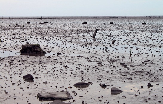 The Fangyuan wetlands are Taiwan's largest intertidal zone wetlands, and up to 4-5 kilometers of mudflats can be exposed at low tide. Photograph by mo sr