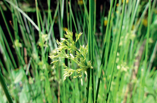 Hygrophytes – Rush (Cyperus malaccensis ). Photograph by yamatsu