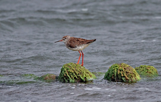 The Common Redshank (Tringa totanus ) likes to run through shallow water as it forages for food. Photograph by Hiyashi Haka