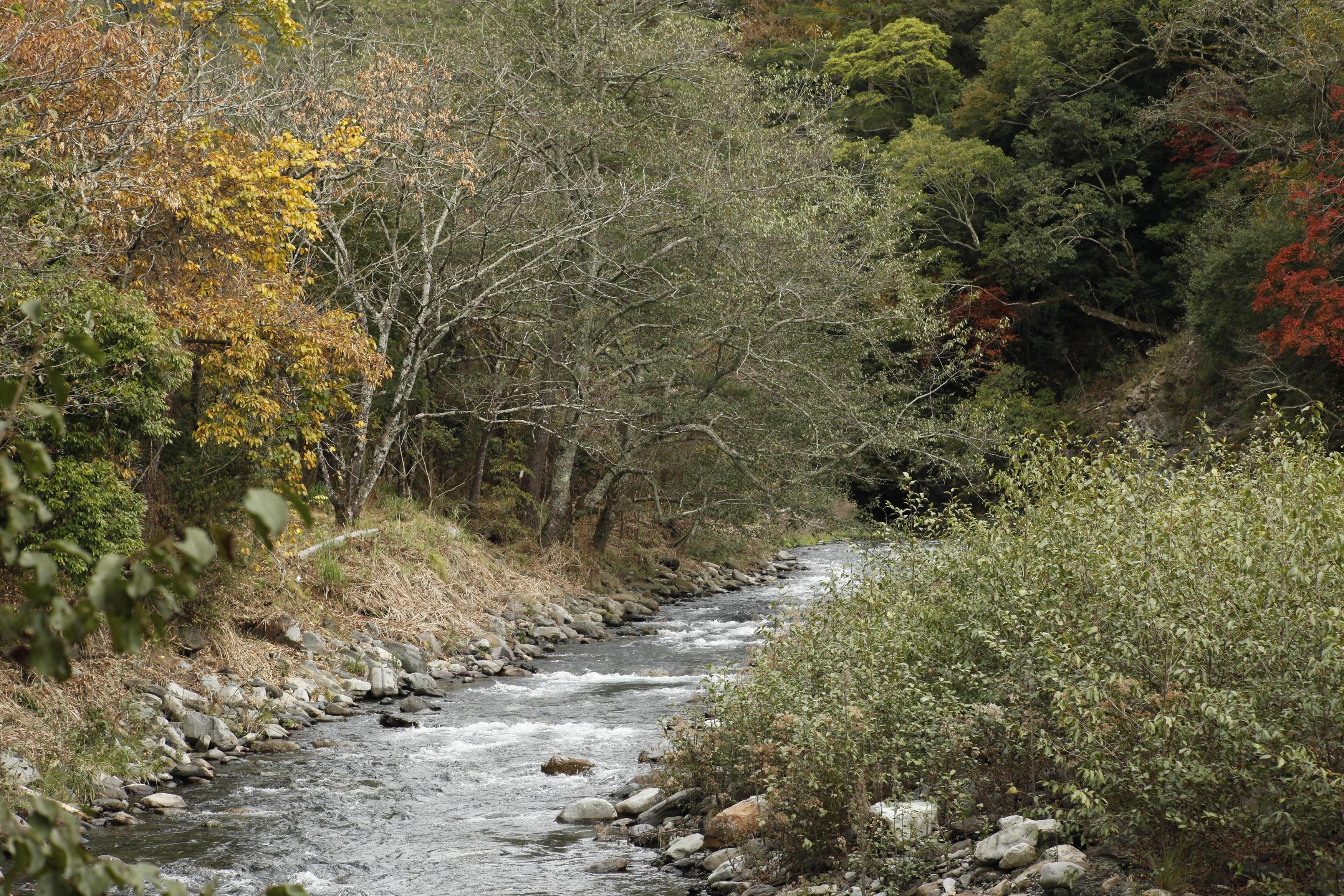 七家灣溪是鮭魚野放並成功復育的溪流。圖／劉思沂