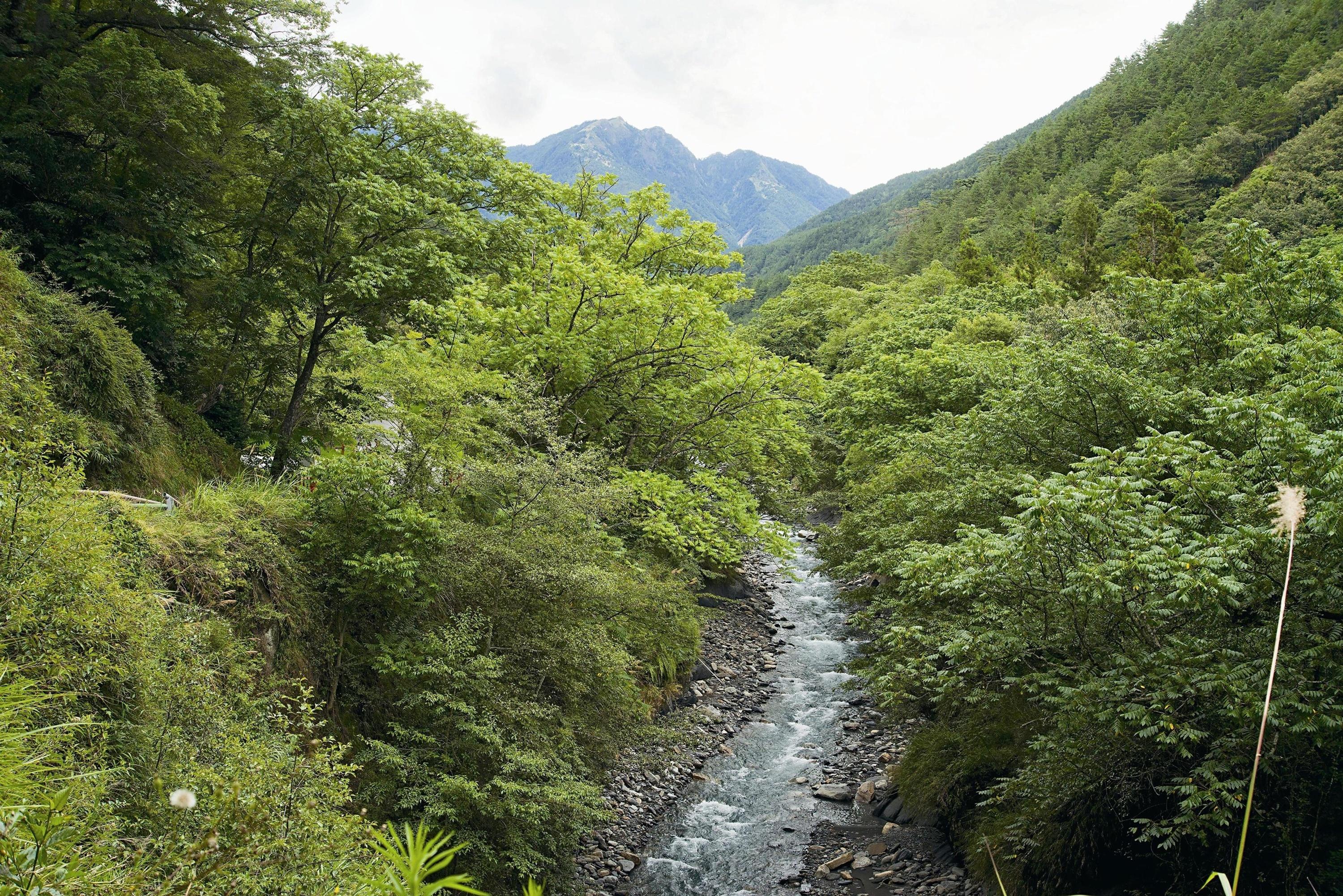 國家級濕地─七家灣溪濕地。圖／劉思沂