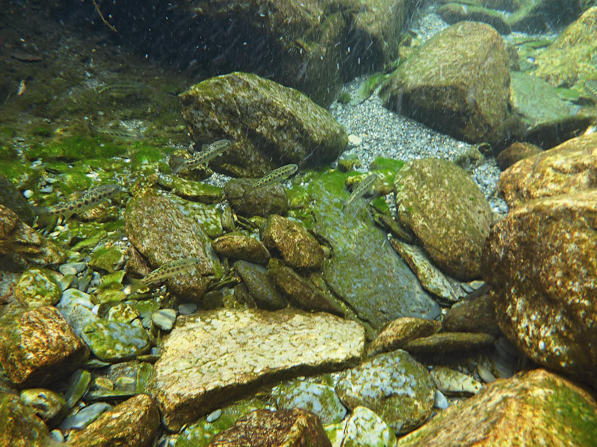 溪流中的深潭與溪底的卵石最適合鮭魚棲息。