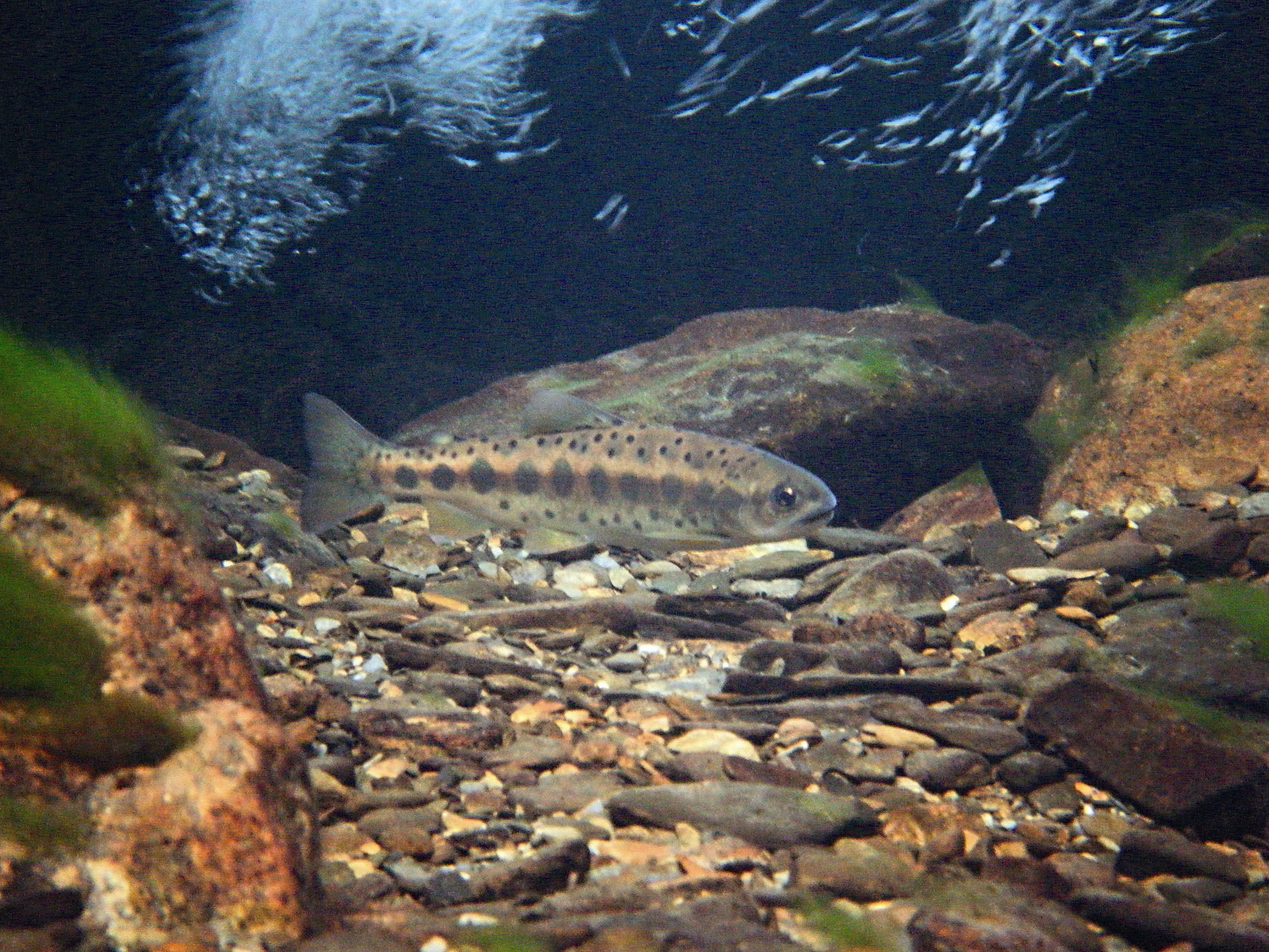臺灣櫻花鉤吻鮭美麗的身姿。