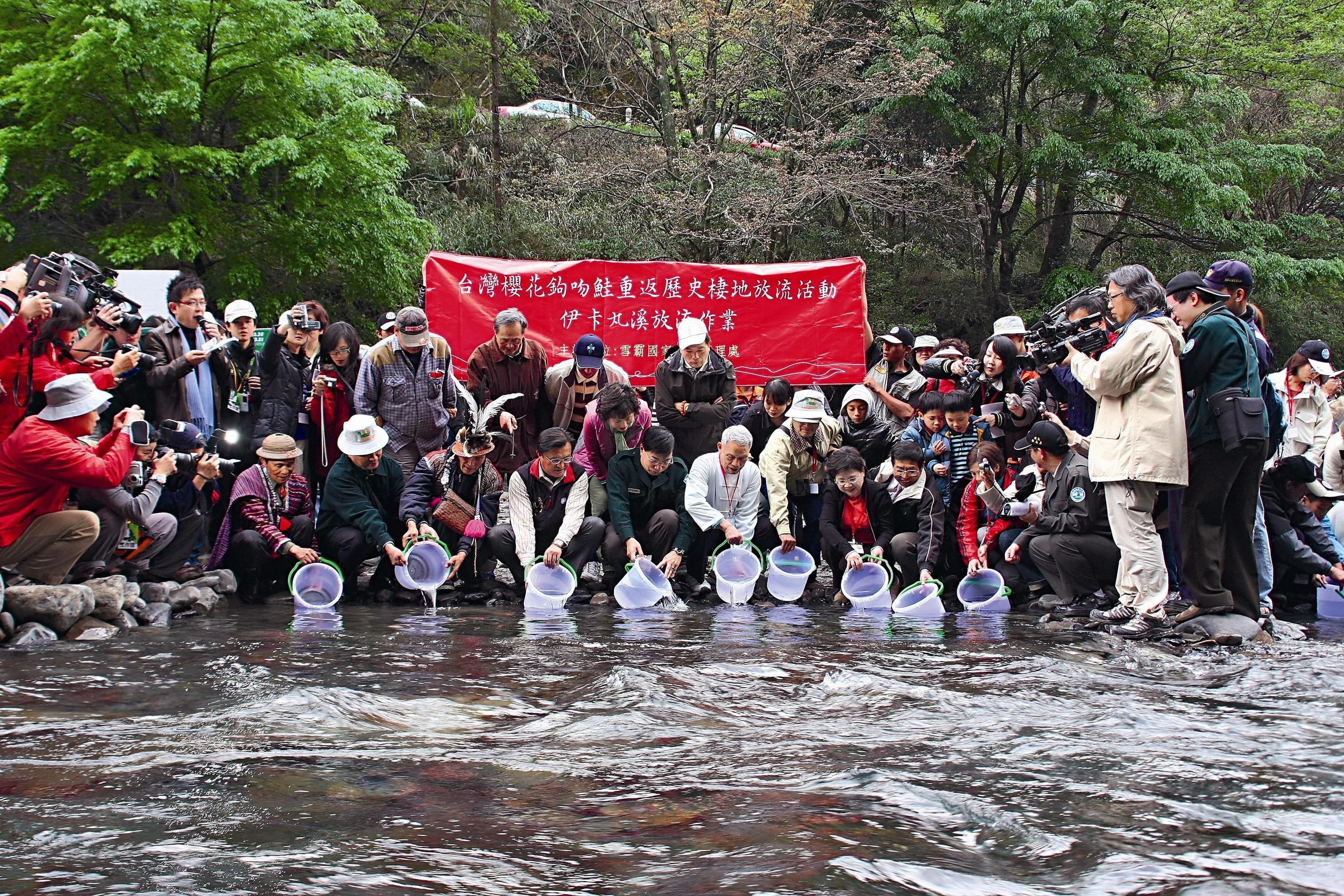 櫻花鉤吻鮭放流於歷史棲地，並與鄰近部落居民共同守護國寶魚。圖／雪霸國家公園