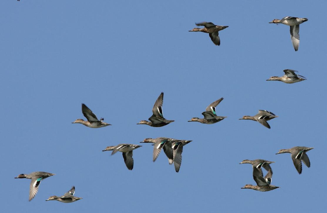 Green-winged Teal (Anas crecca ). 
