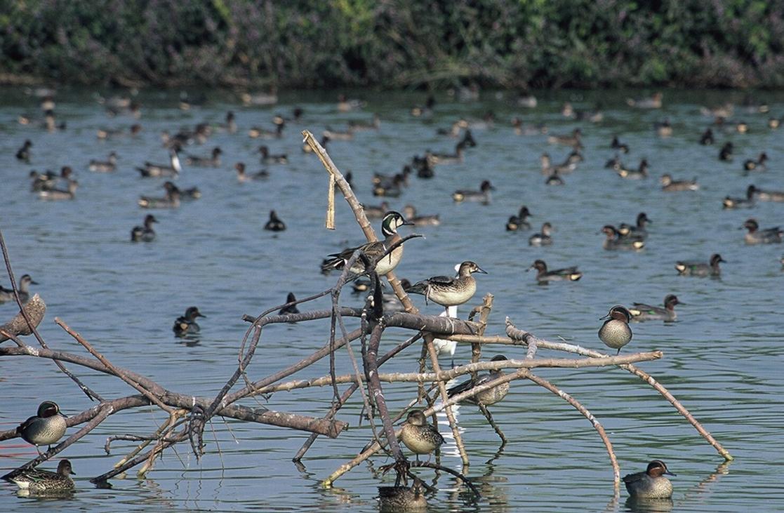 Green-winged Teal (Anas crecca ) and Baikal Teal (Querquedula glocitans ).