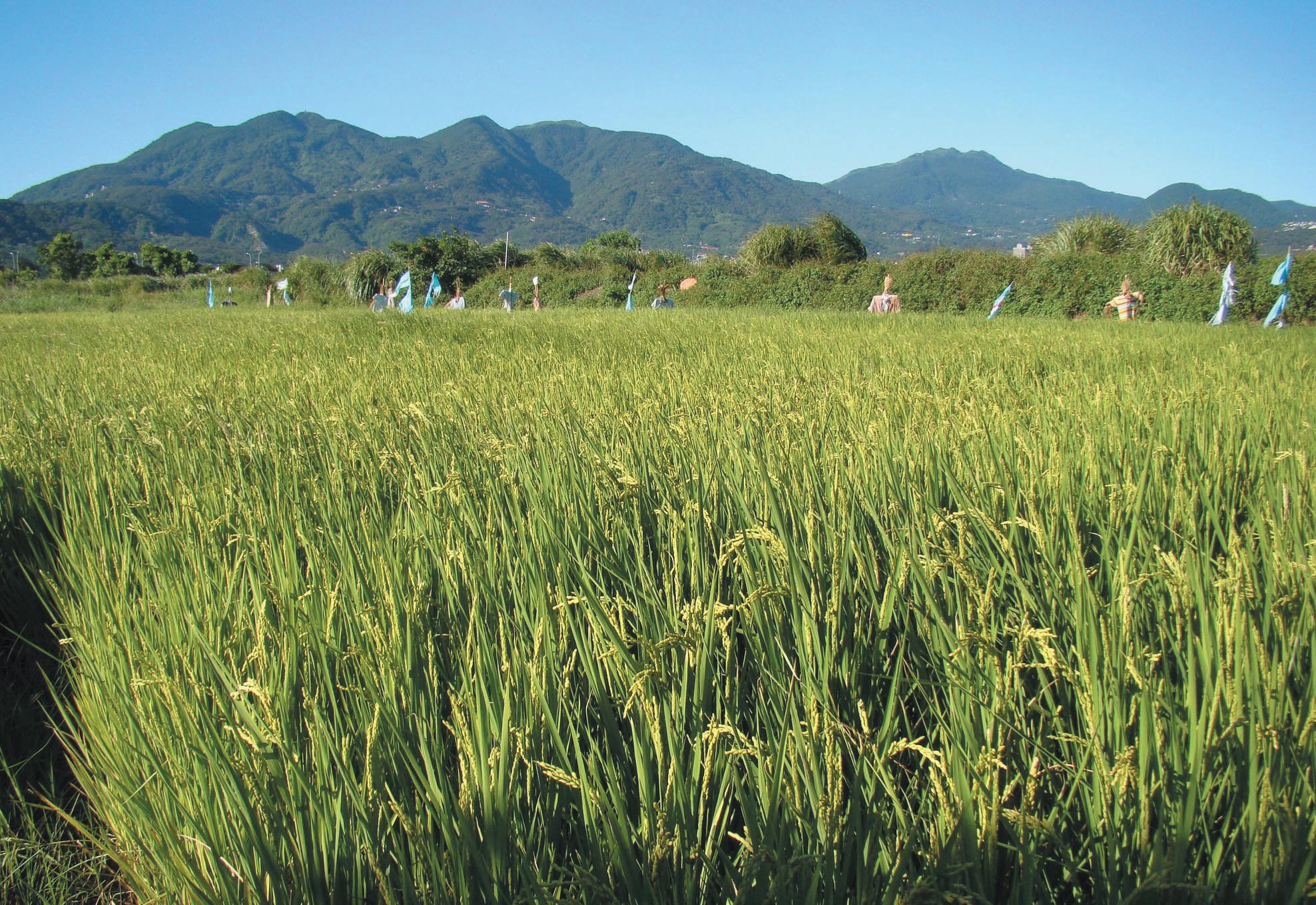 Following the catastrophic dumping of waste soil, habitat restoration was underway. The photograph shows farm fields area.