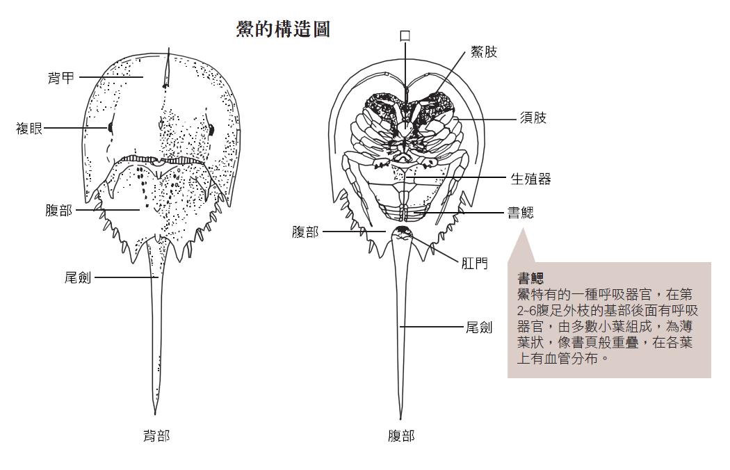 鱟的構造圖