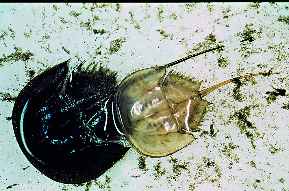 完成蛻皮的稚鱟。