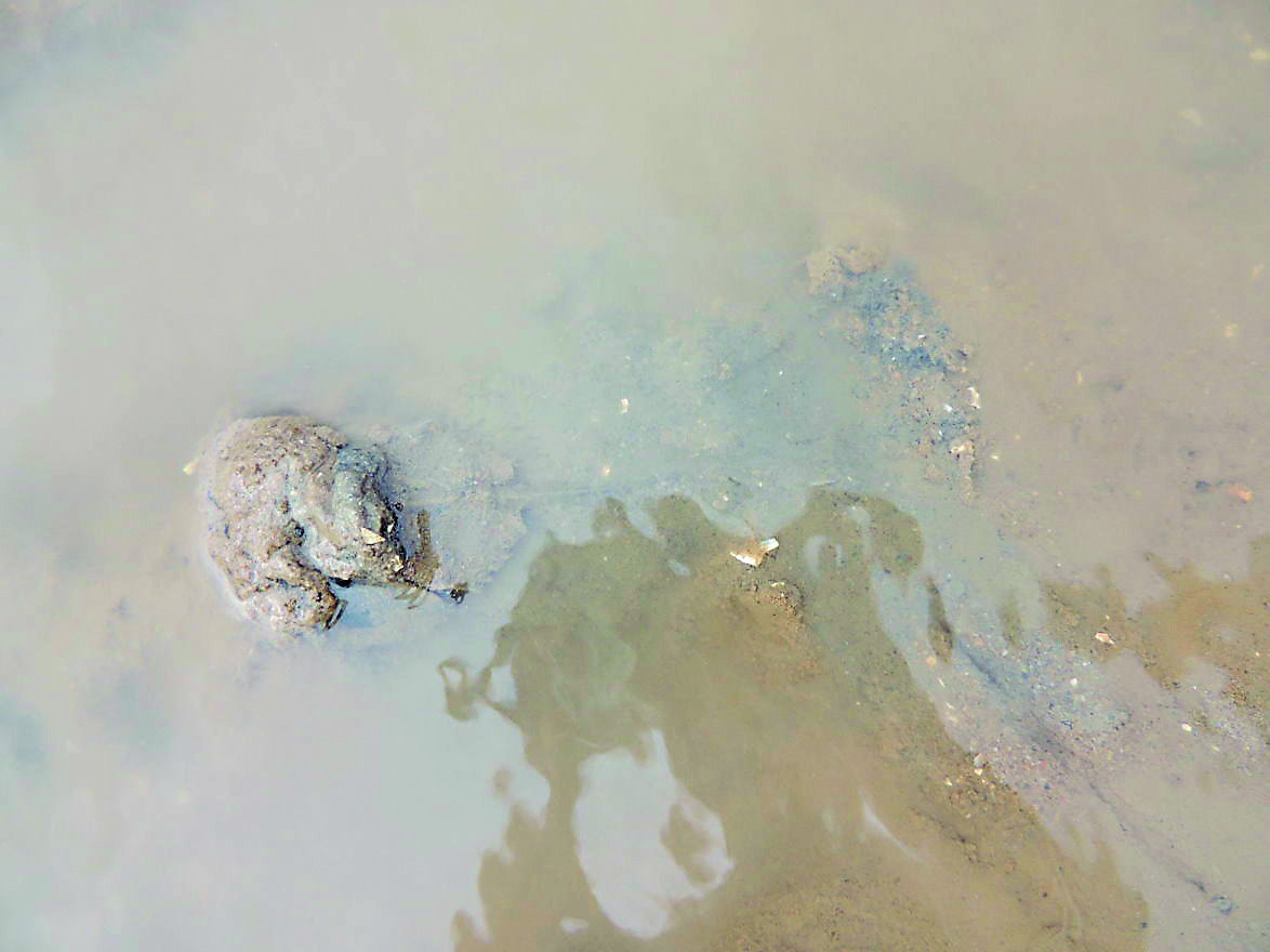 潛藏於泥灘的稚鱟。