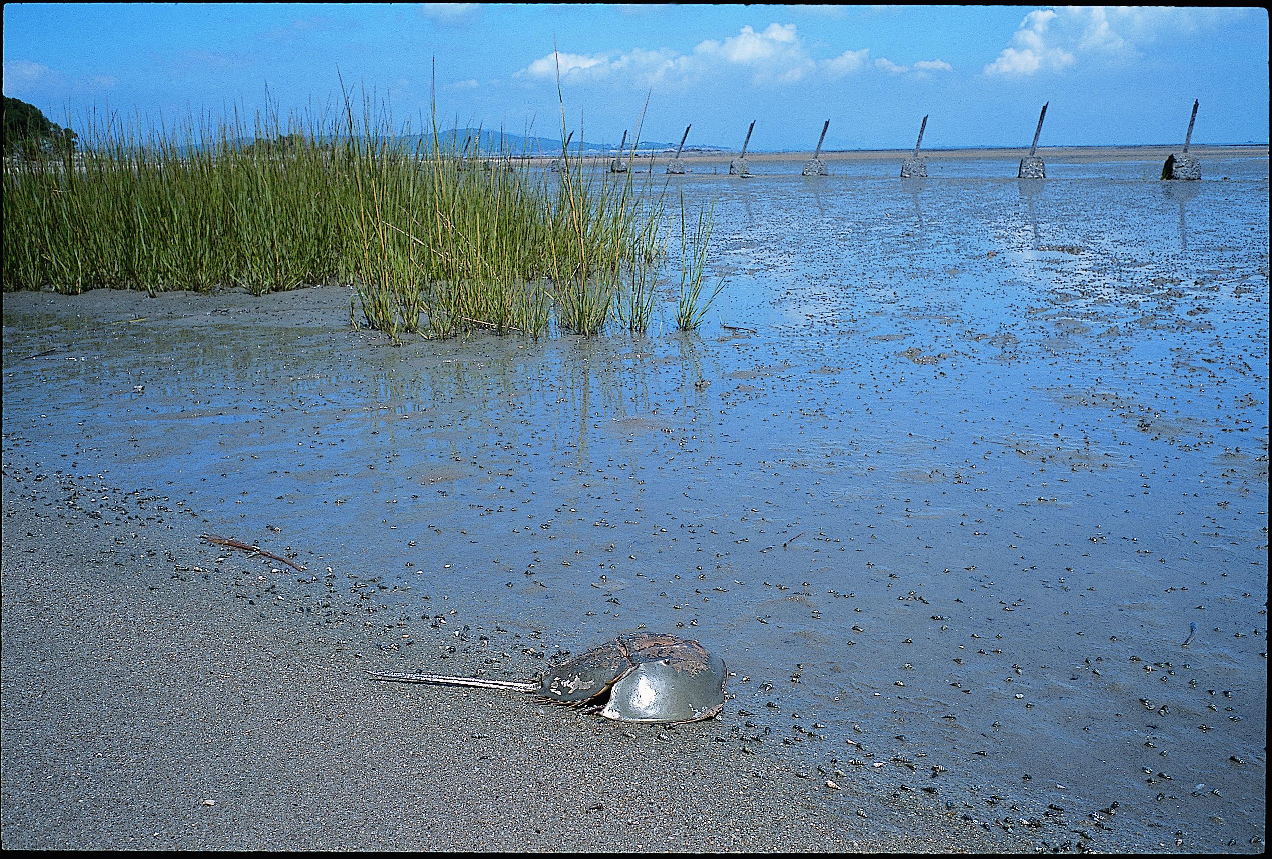 鱟的生活史皆於淺水海域完成。圖／廖東坤