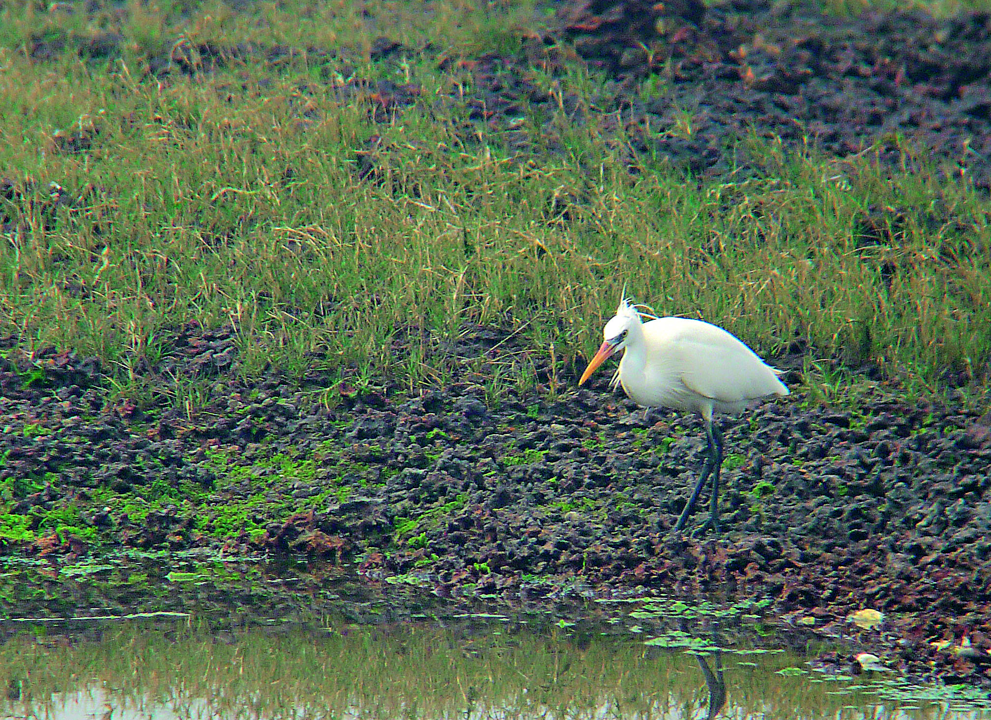 在浦邊灘地上覓食的唐白鷺。