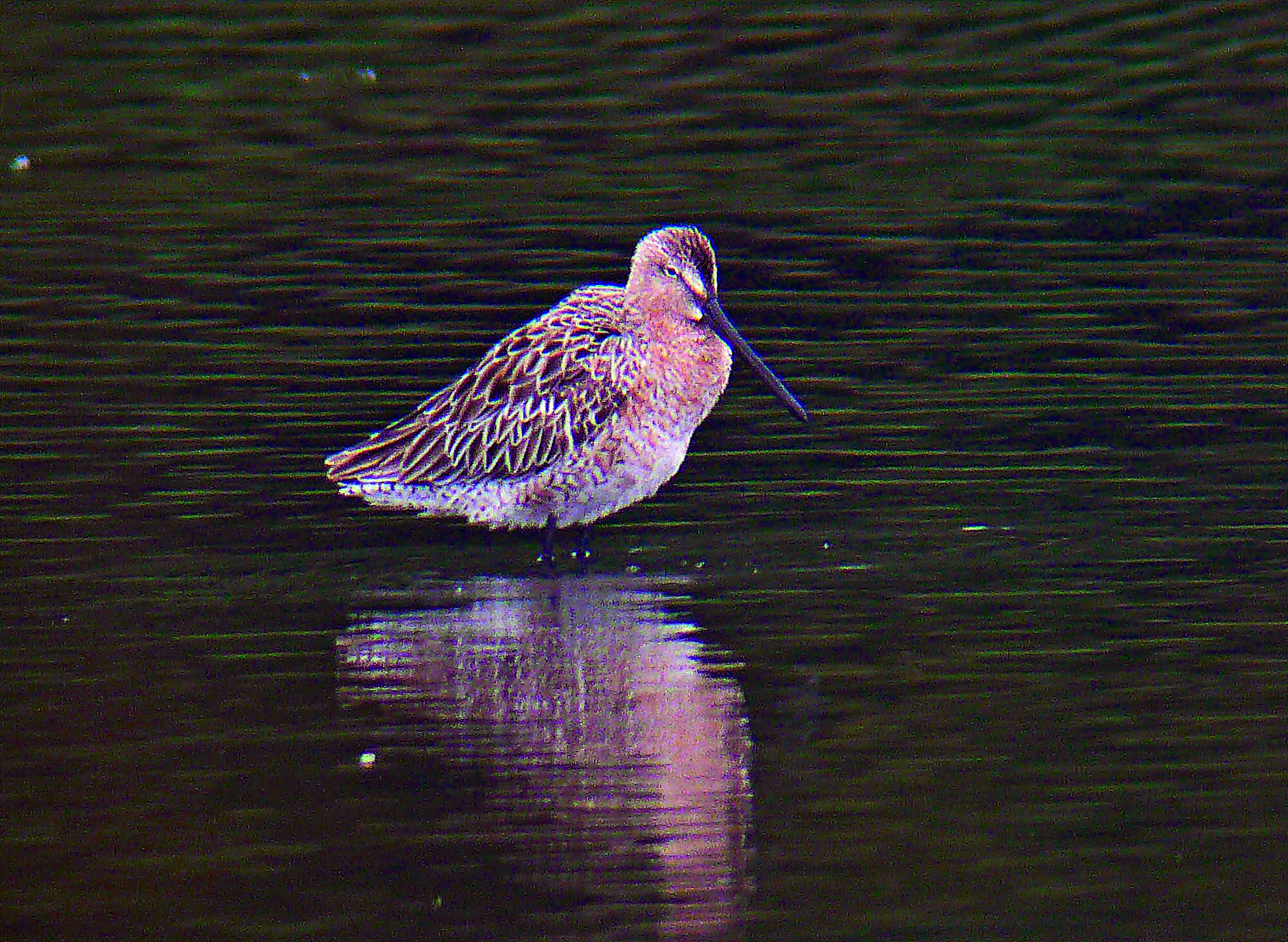 在慈湖內陸濕地的半蹼鷸。