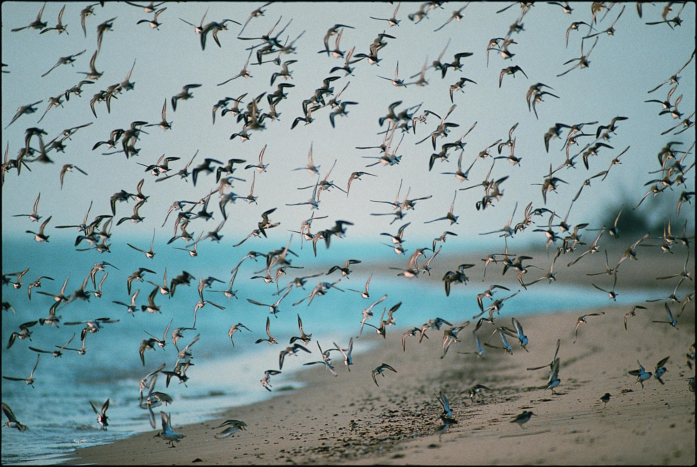 成群飛行的候鳥。圖／廖東坤