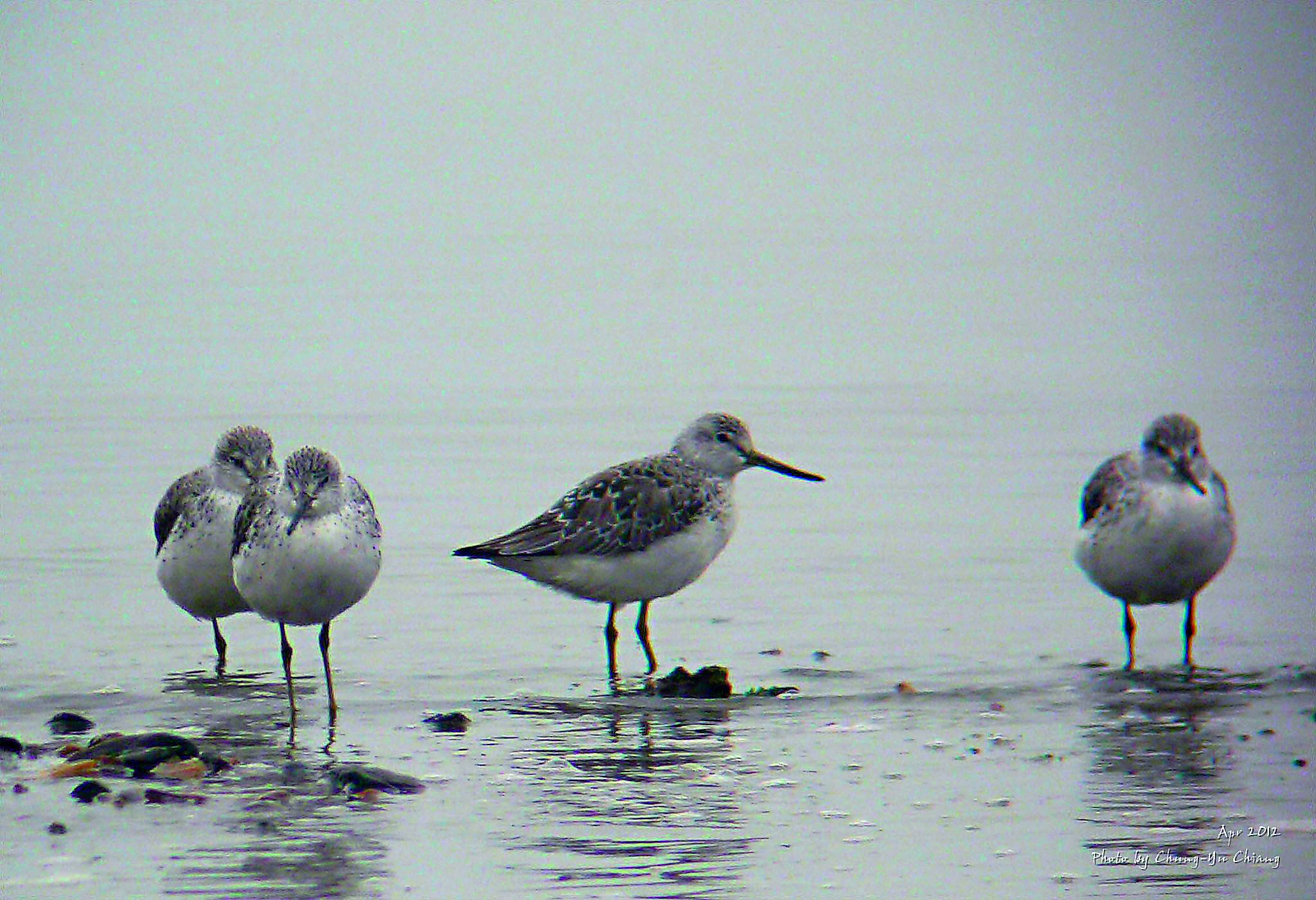 洋山灣的諾氏鷸。