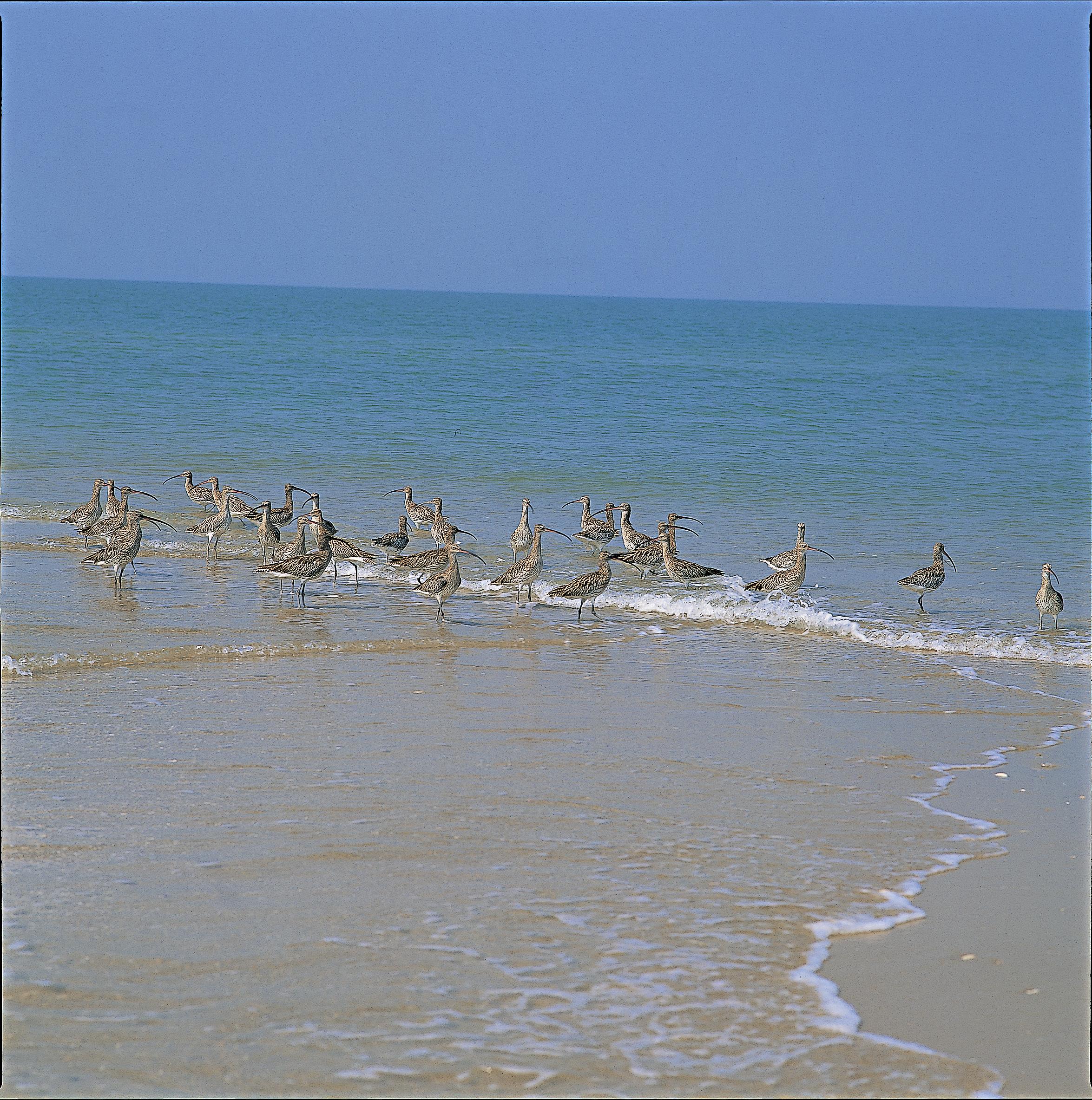 喜歡沿著潮線覓食的大杓鷸。圖／廖東坤
