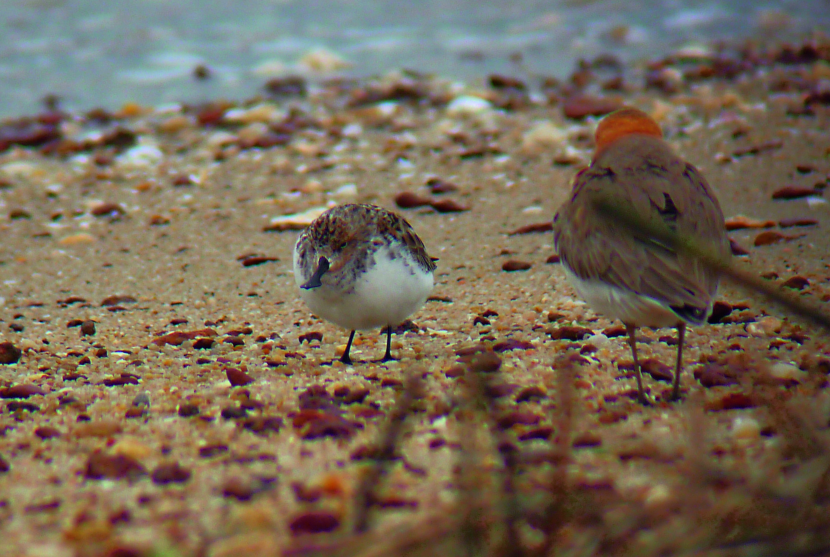 慈堤高灘地上的琵嘴鷸。