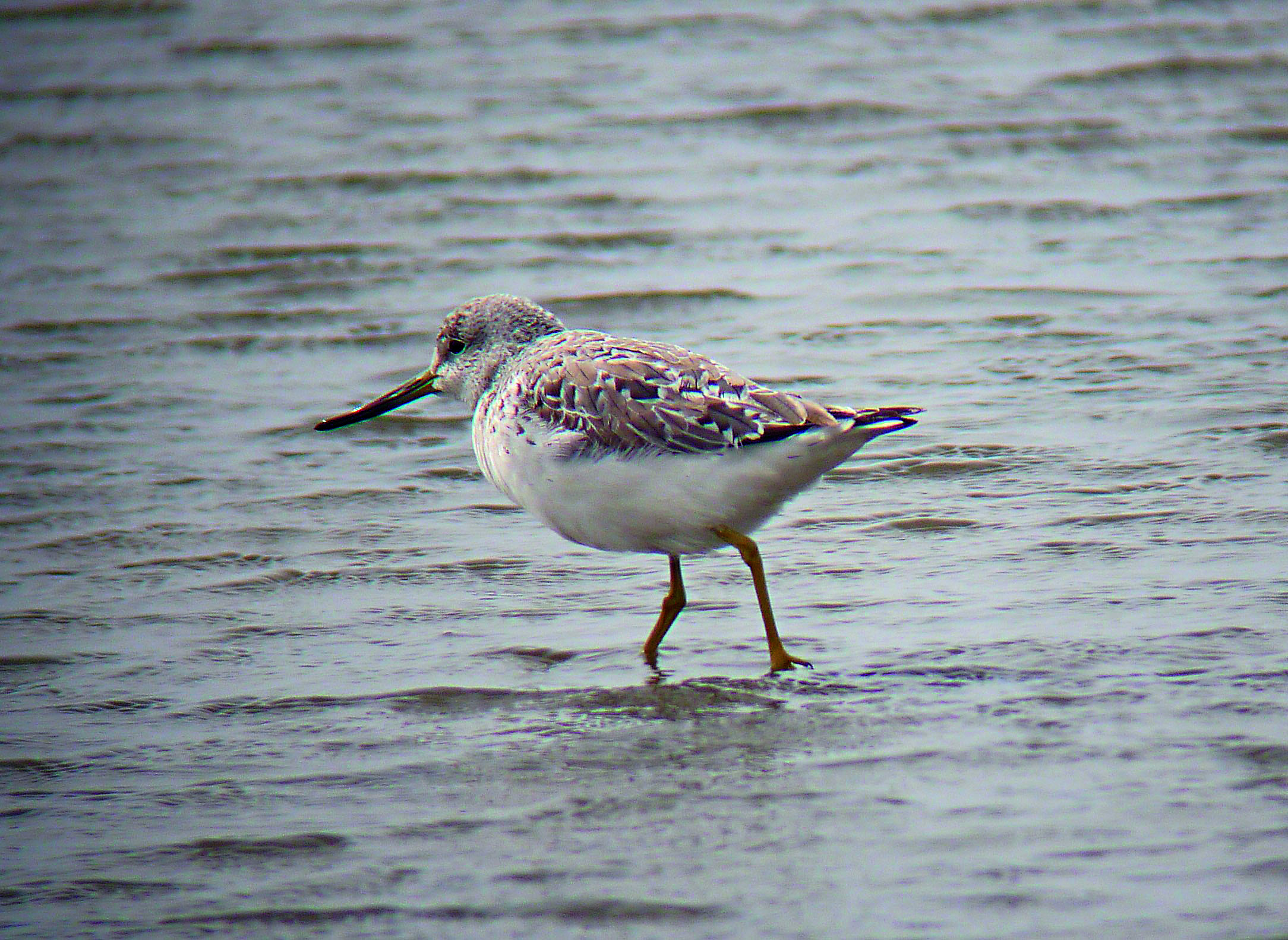 慈湖濕地的諾氏鷸。