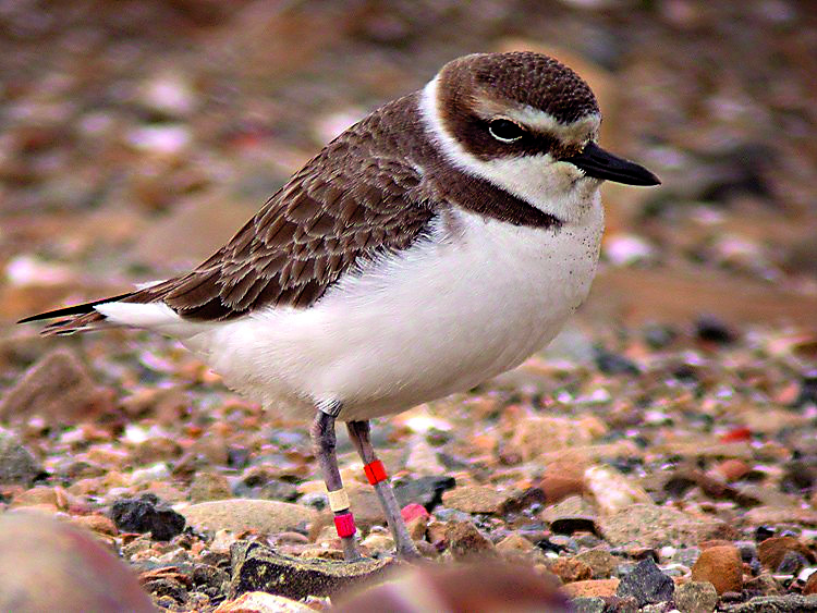 繫有色環的東方環頸鴴。