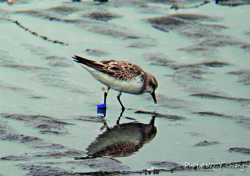 繫有足旗，來自臺灣的紅胸濱鷸。
