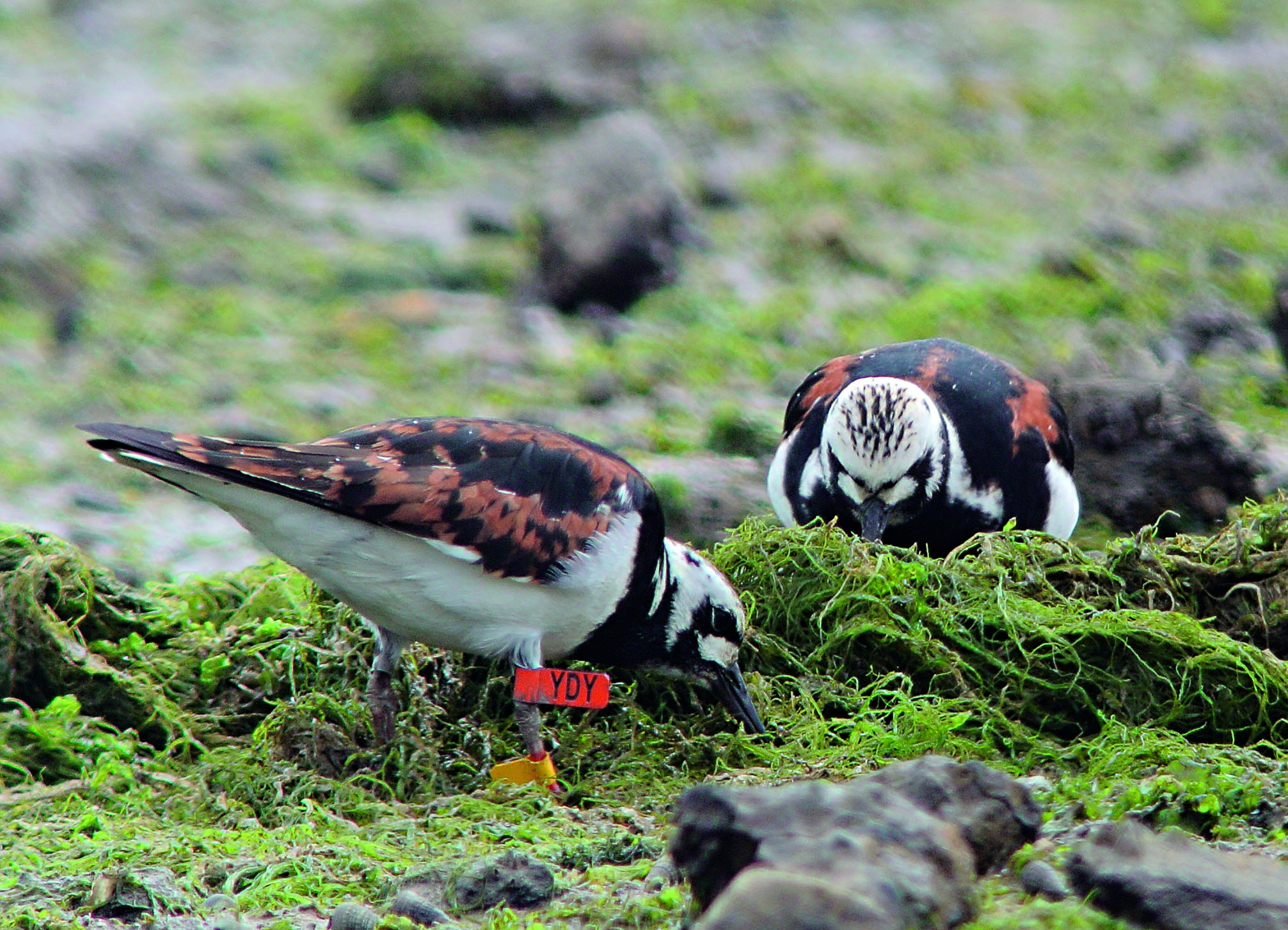 繫有編碼足旗，來自澳洲塔斯馬尼亞的翻石鷸。