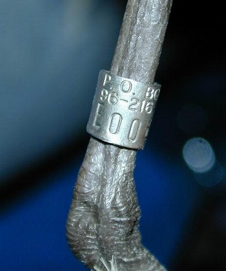 繫於鳥腳上的金屬環，每個都有一個唯一的環號。