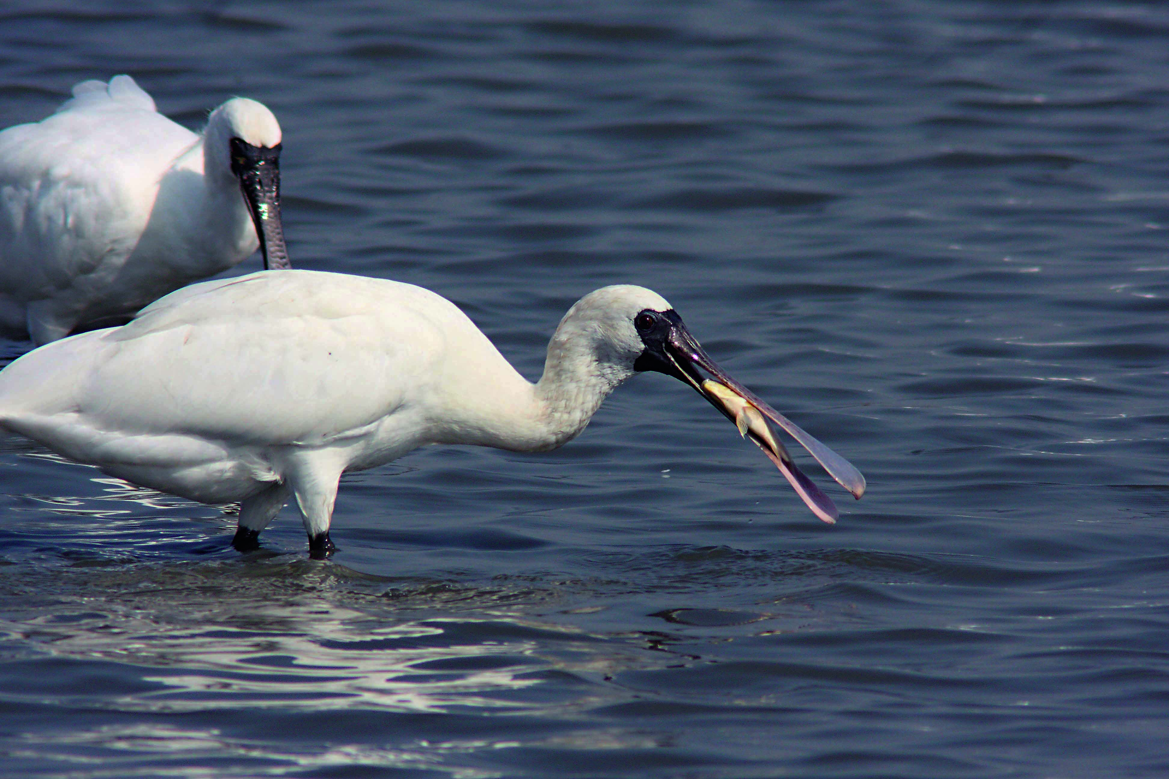 七股濕地提供黑面琵鷺充足的食物來源。