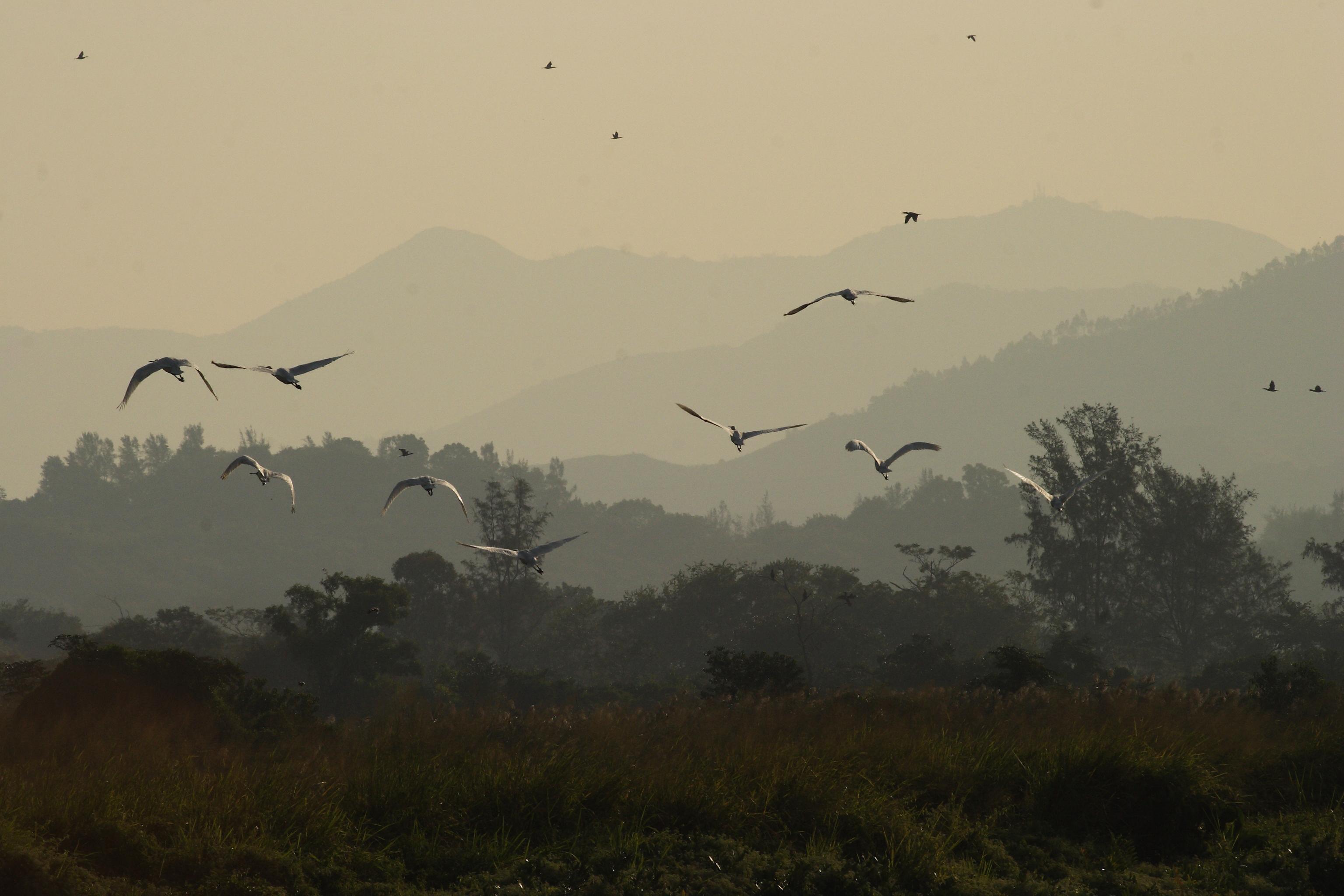 梁皆得以鏡頭記錄了許多鳥類生態影像。