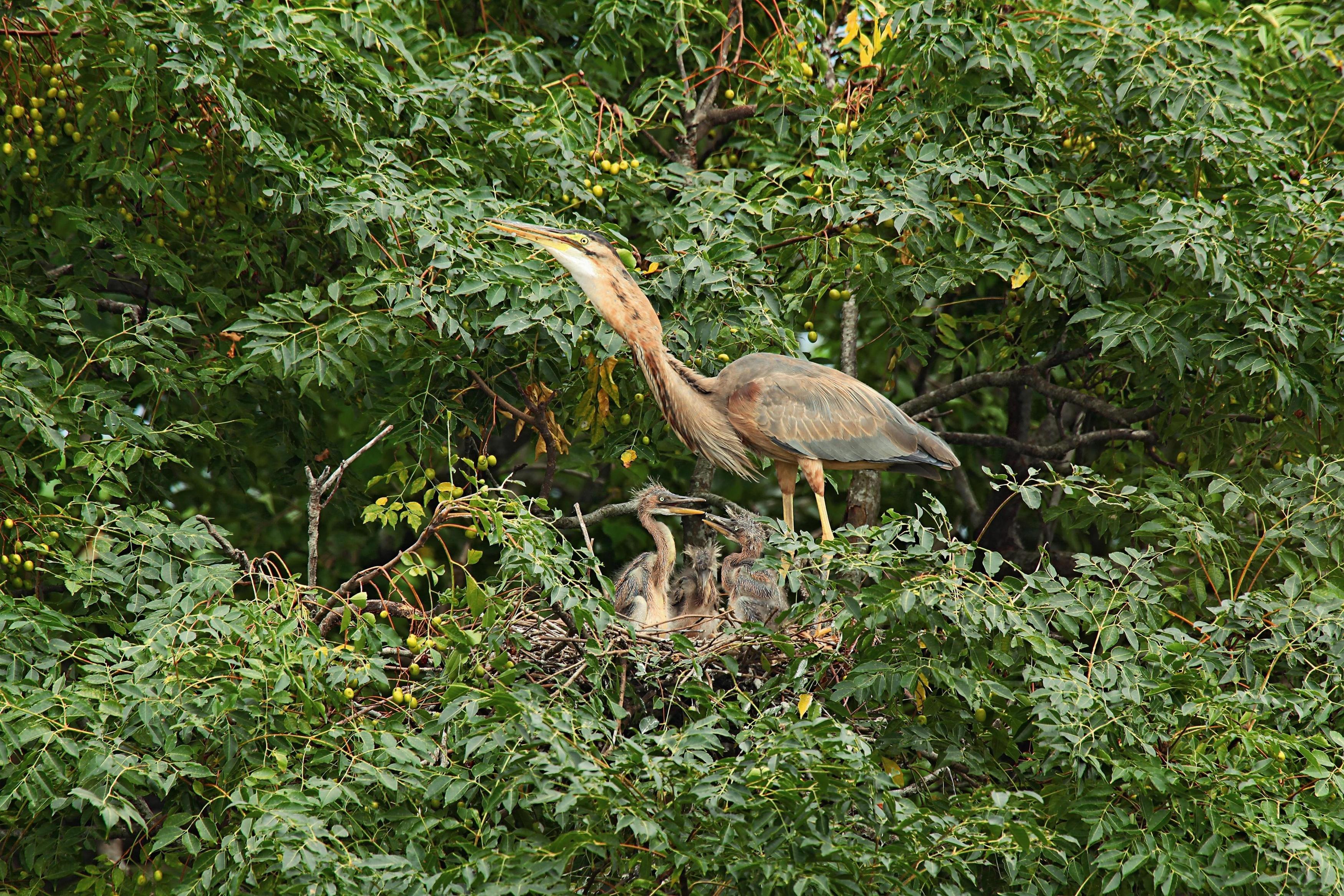 紫鷺是鷺科鳥類中較罕見的一種，身上暗紫色的羽毛很容易分辨。