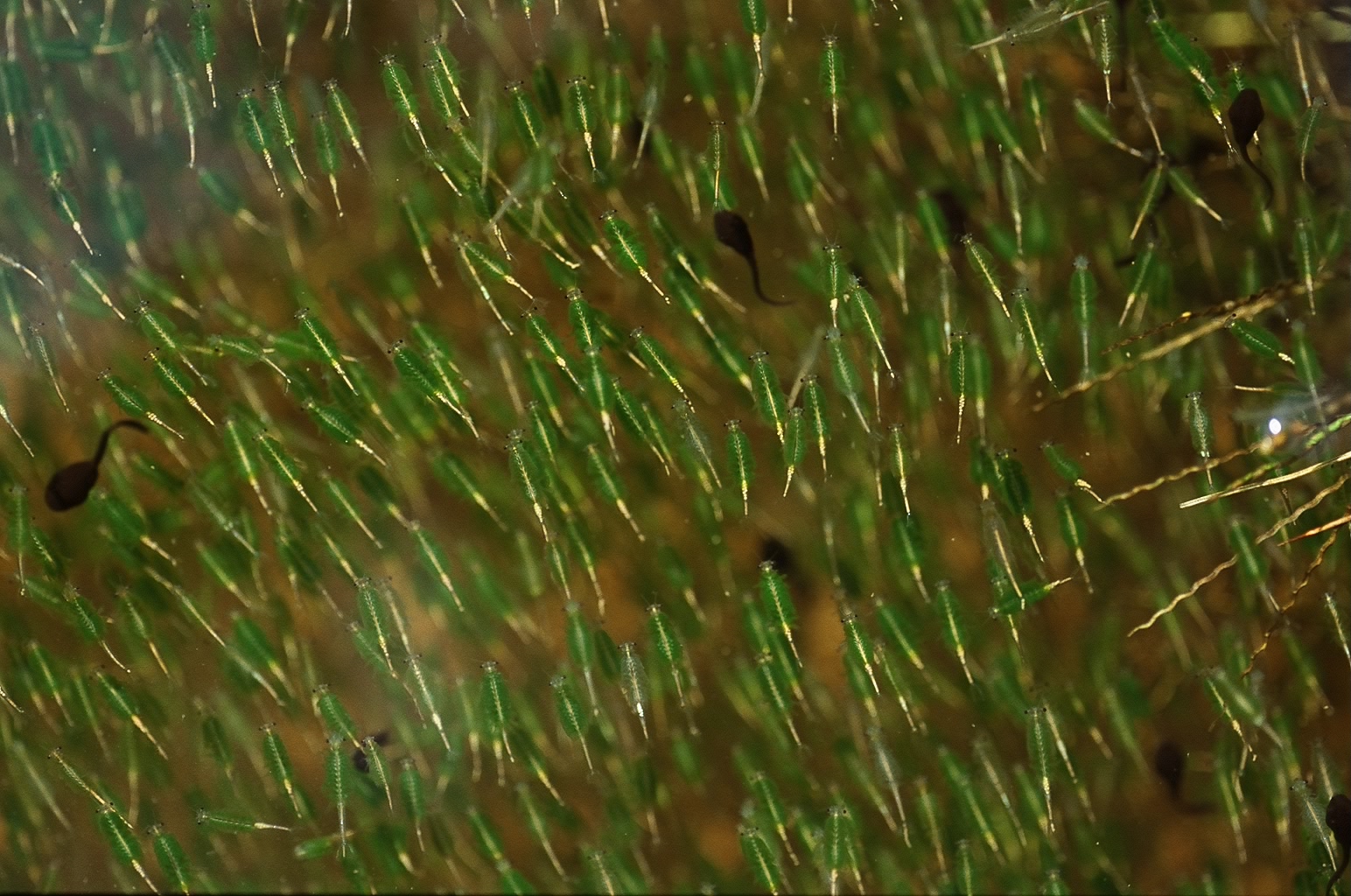 陽明山向天池中最具代表性的生物─豐年蝦，正式名稱為湖沼枝額蟲。