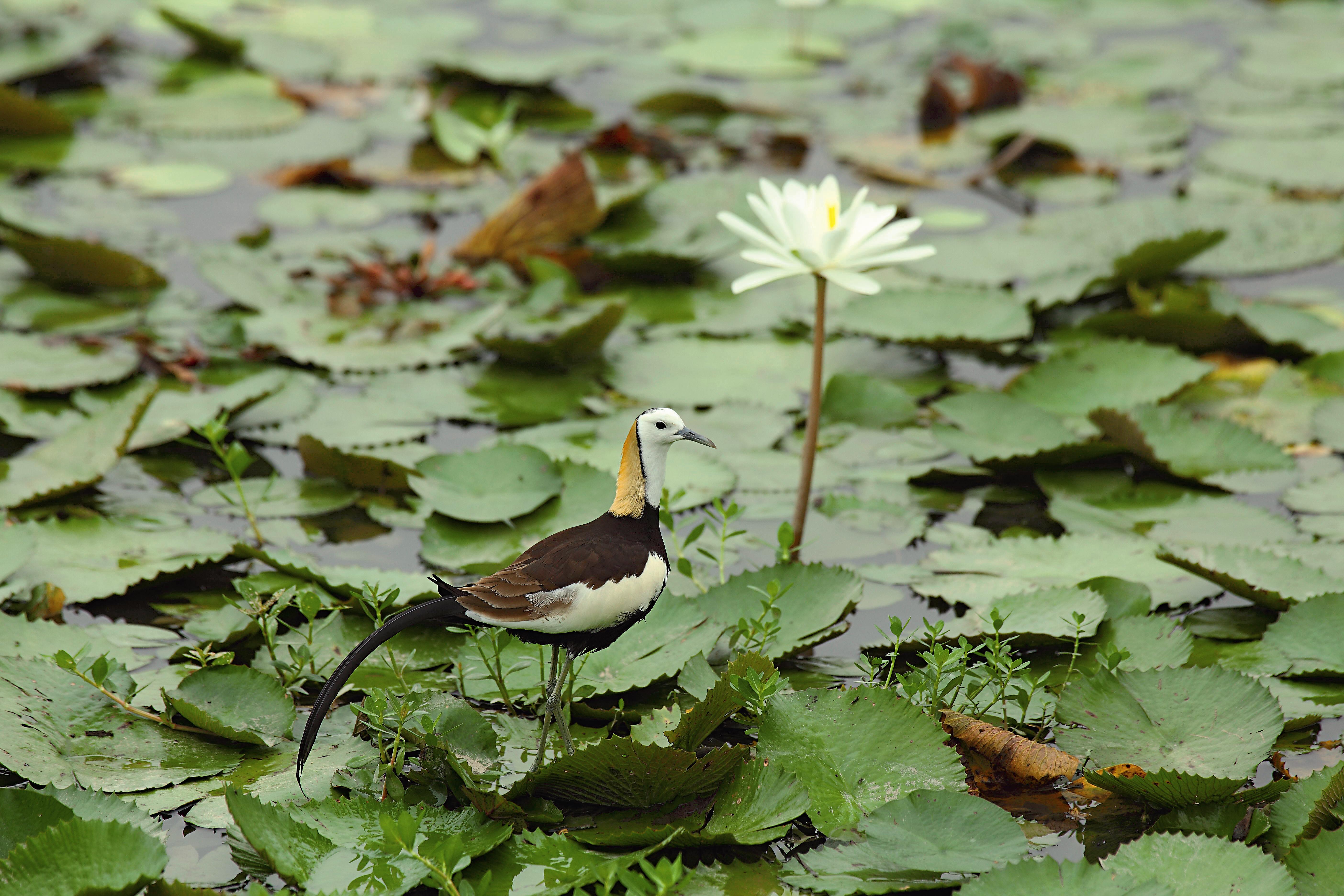 經常棲息在菱角田間的雉尾水雉。