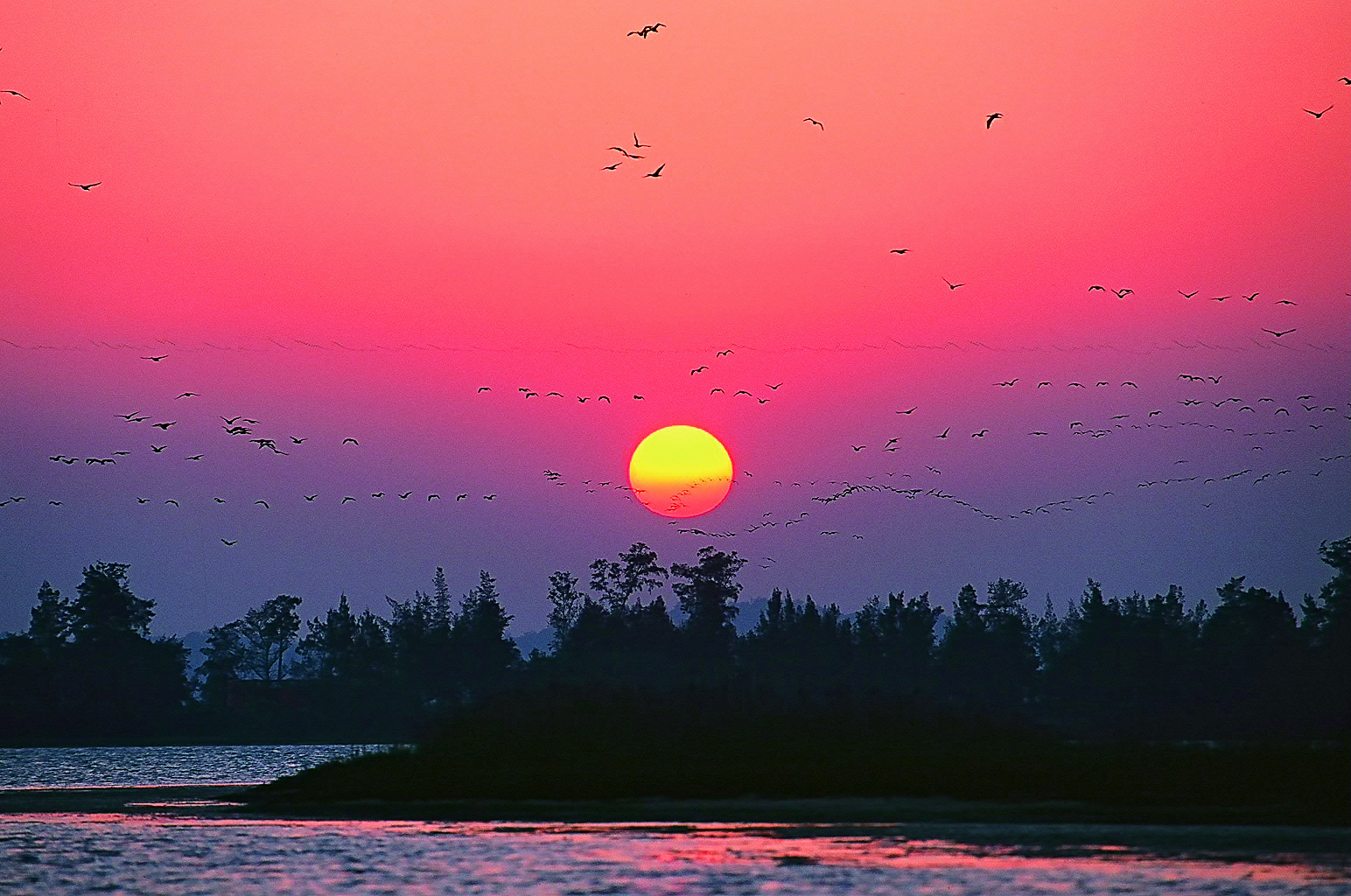 鸕鷀是金門冬天候鳥的主角，成千上萬隻的鸕鷀傍晚歸巢景象，是一大生態景觀。