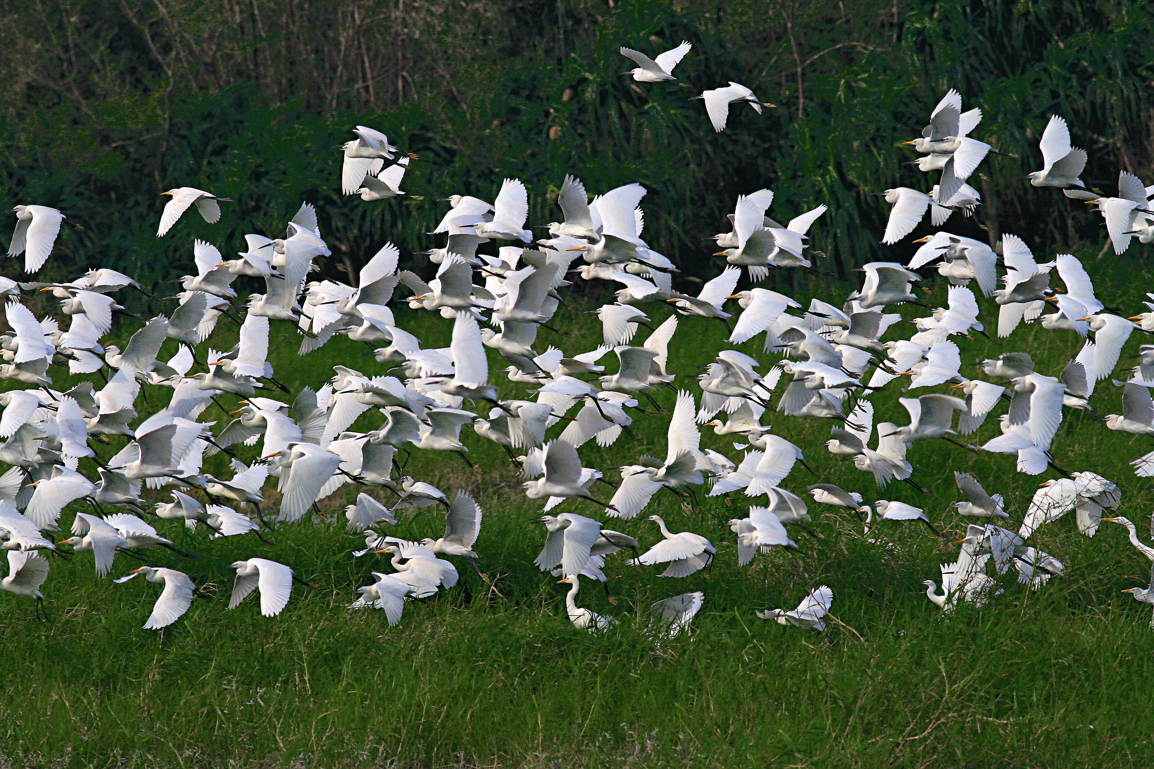 秋季過境的鷺鷥群。