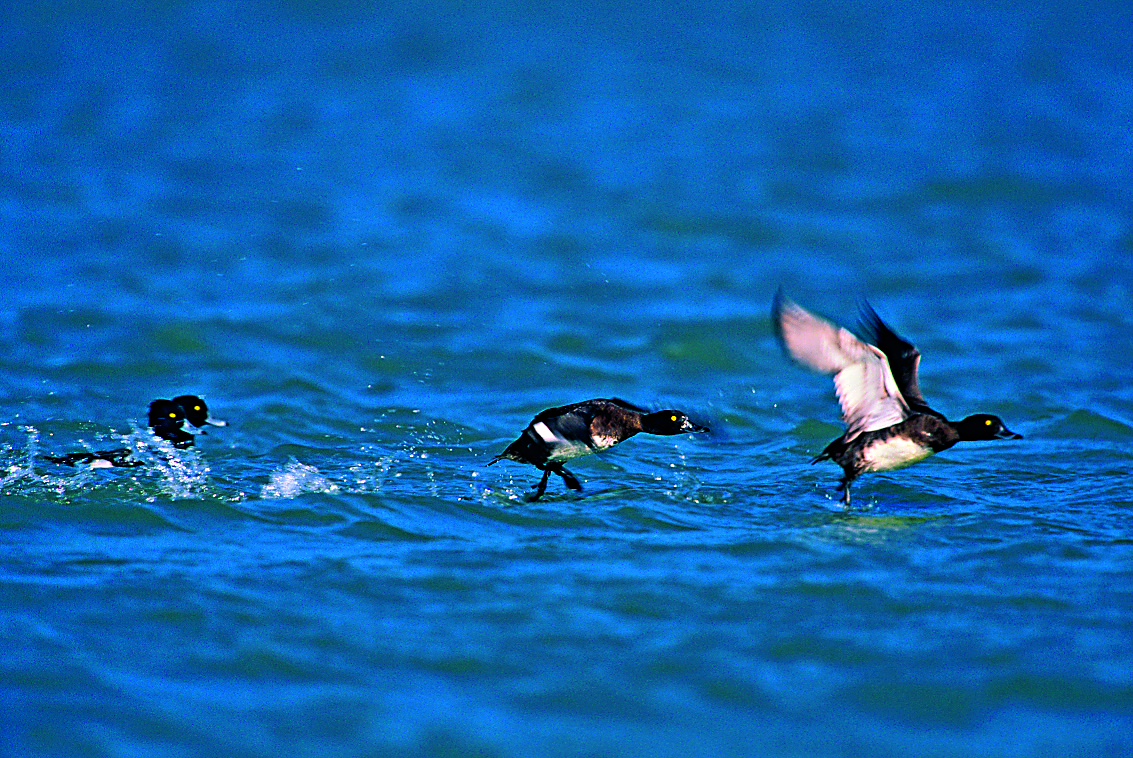 龍鑾潭數量最多的度冬水鴨─澤鳧。