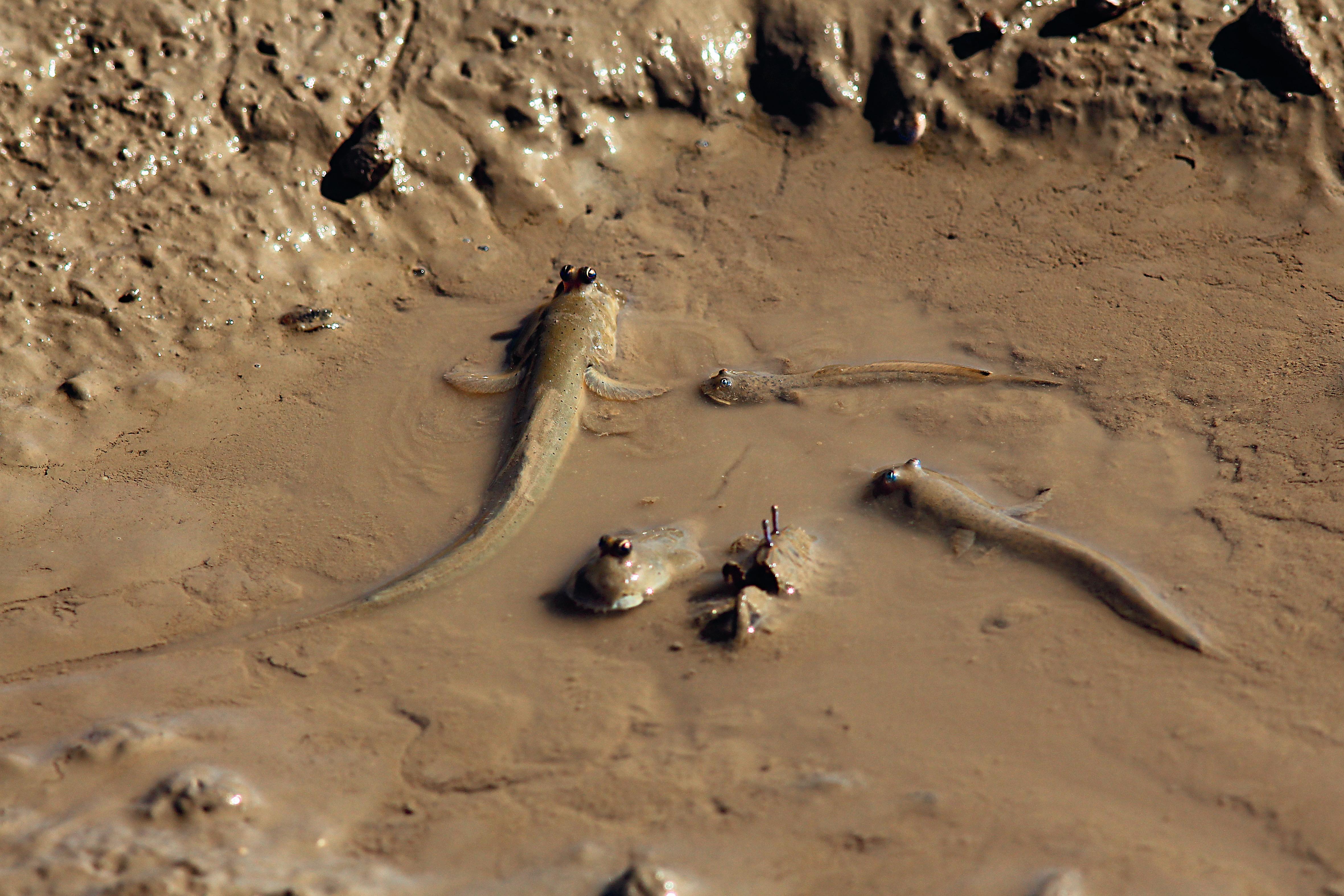 小群聚集於積水泥地的青彈塗魚。