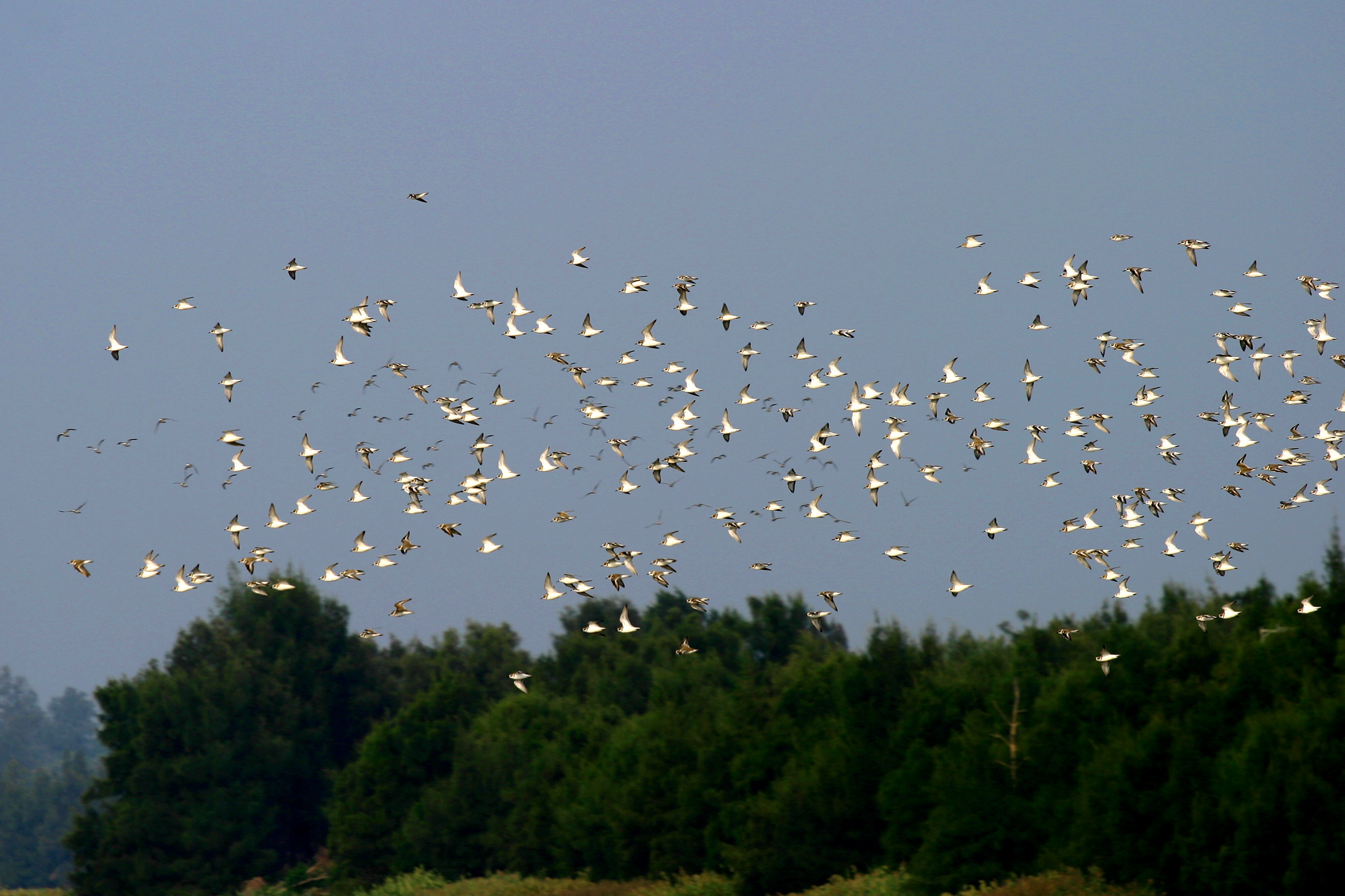 水鳥隨著潮水的漲退，常集體移動，形成壯觀的景象。